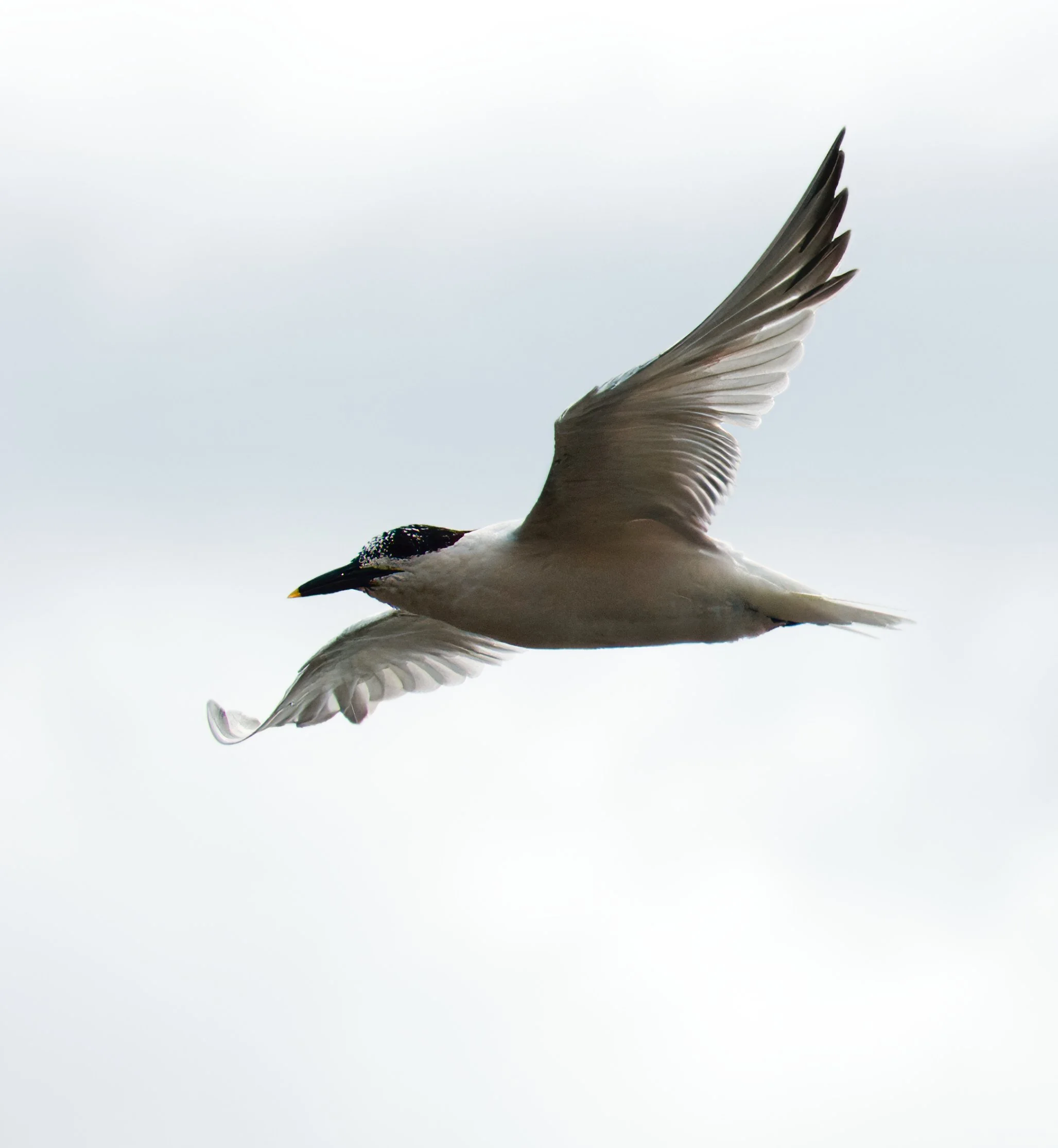 Sandwich Tern, Hopkins, Belize