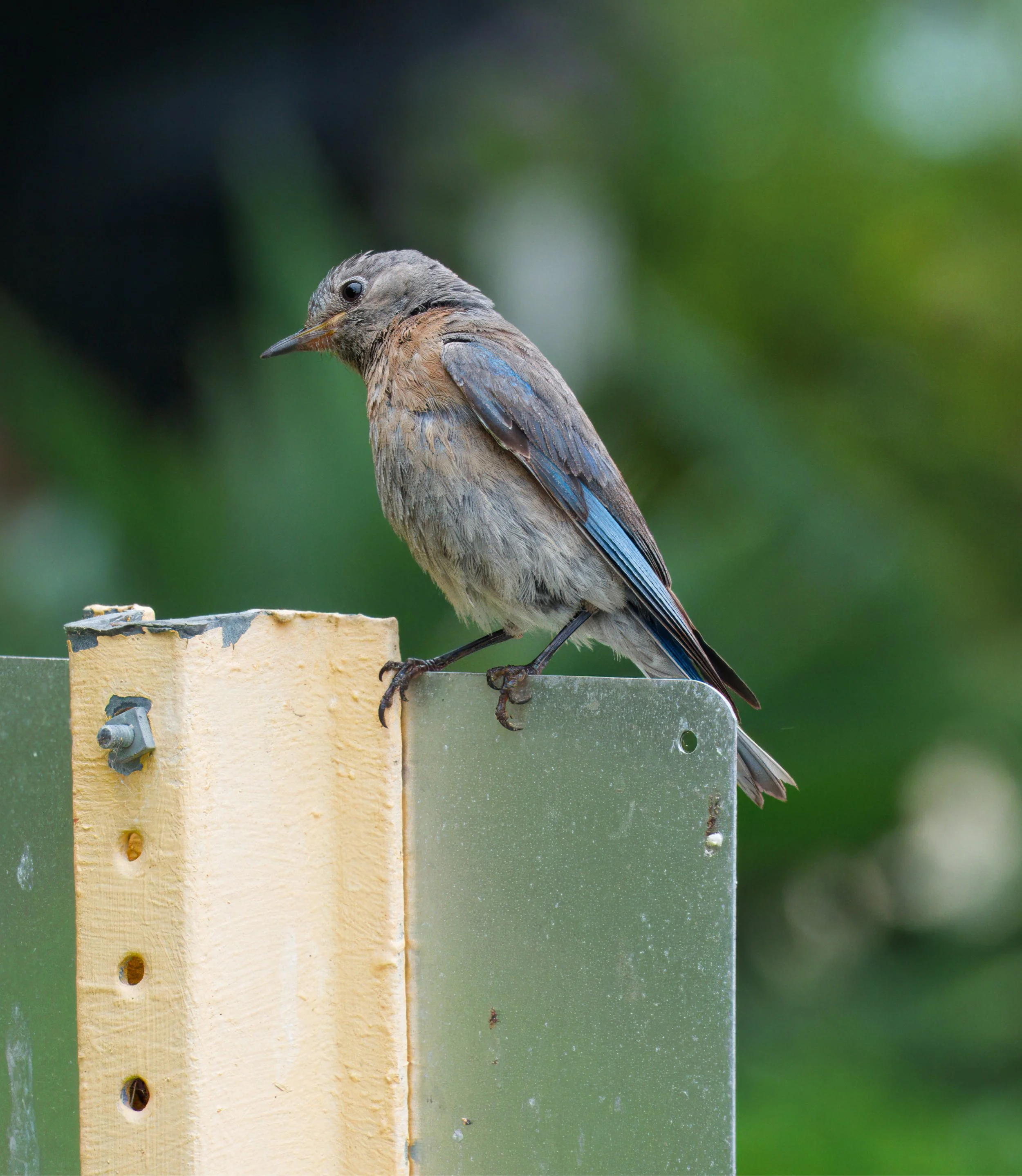 Western Bluebird, Laguna Woods, Southern California