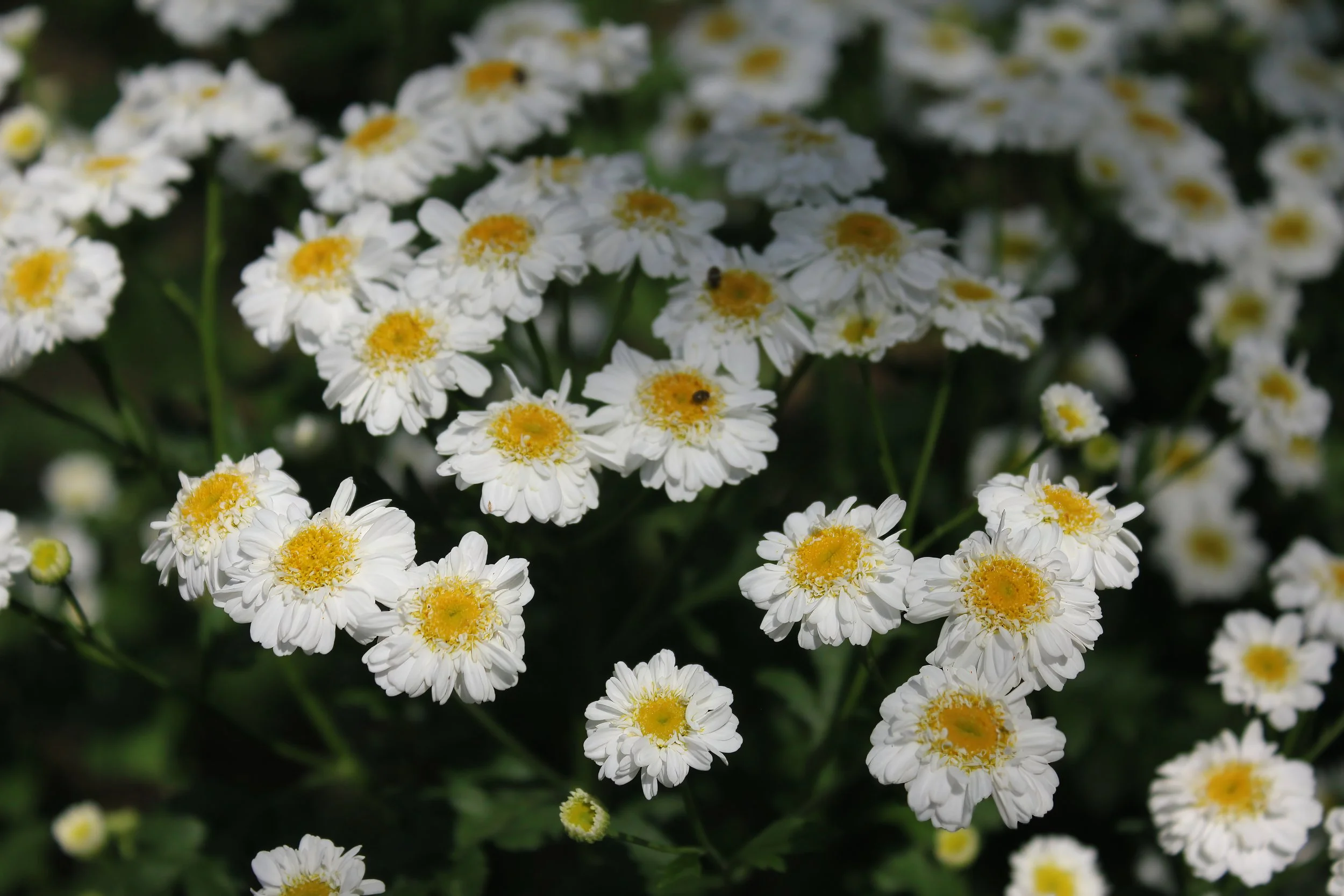 Feverfew (Tanacetum parthenium)