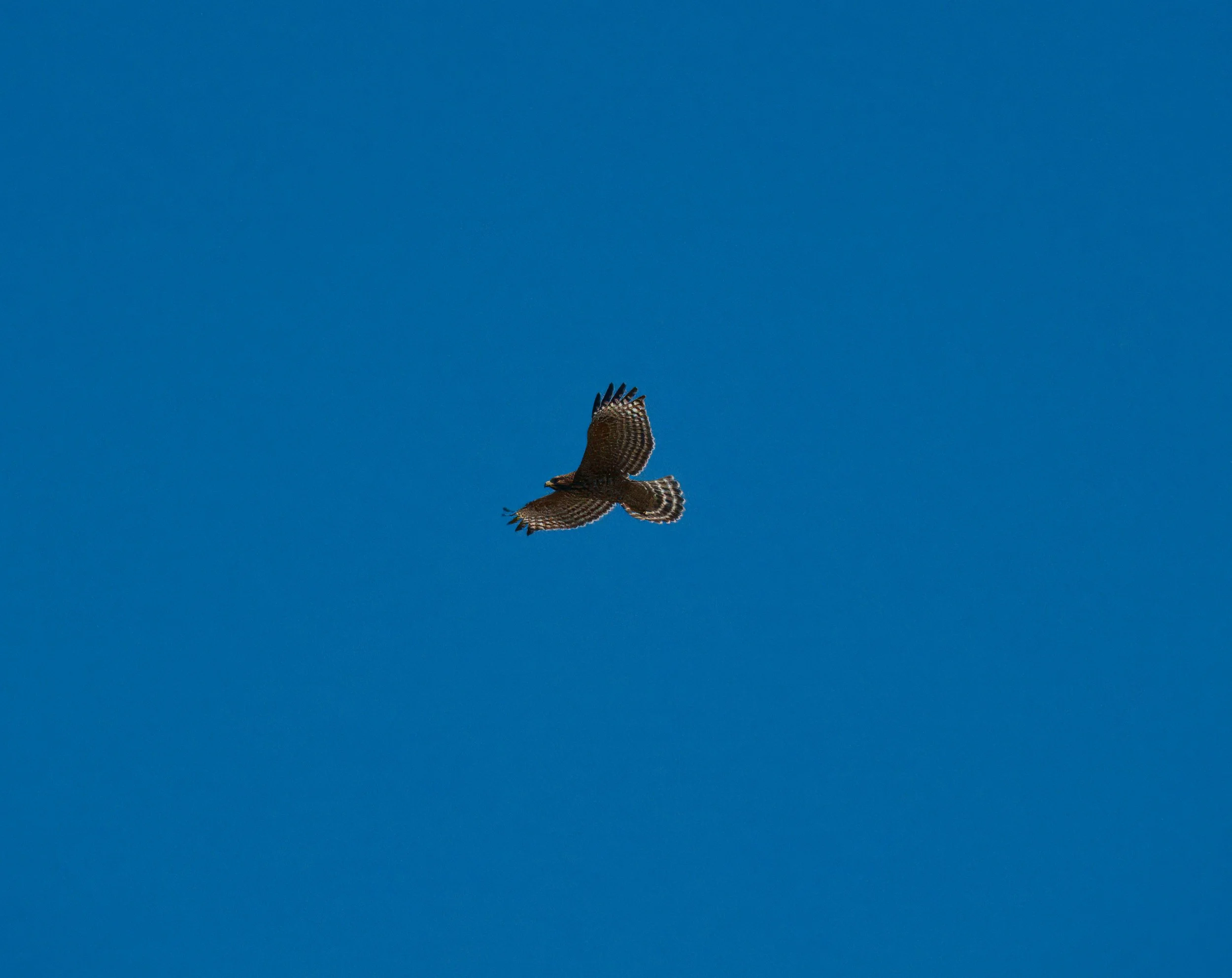 Red-shouldered Hawk, Laguna Woods, Southern California