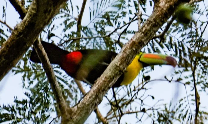 Keel-billed Toucan, Western Belize