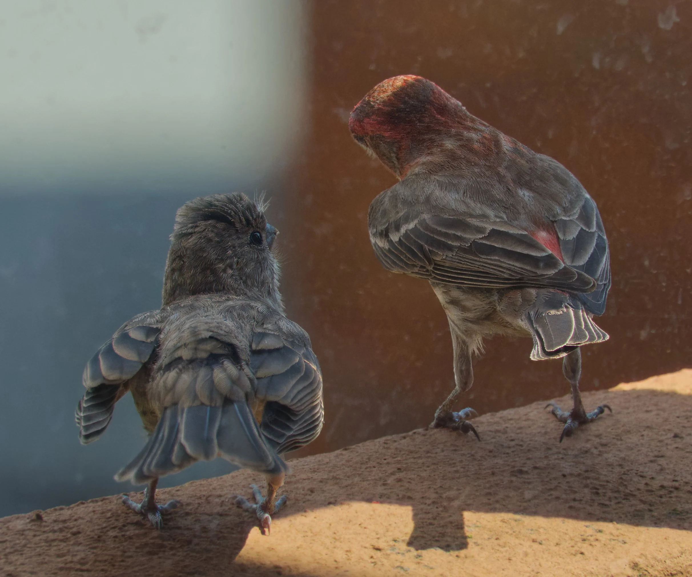 House Finches, male and female, balcony, St. Clair, Toronto