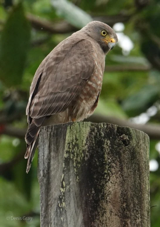 Juvenile Roadside Hawk, Hopkins, Belize