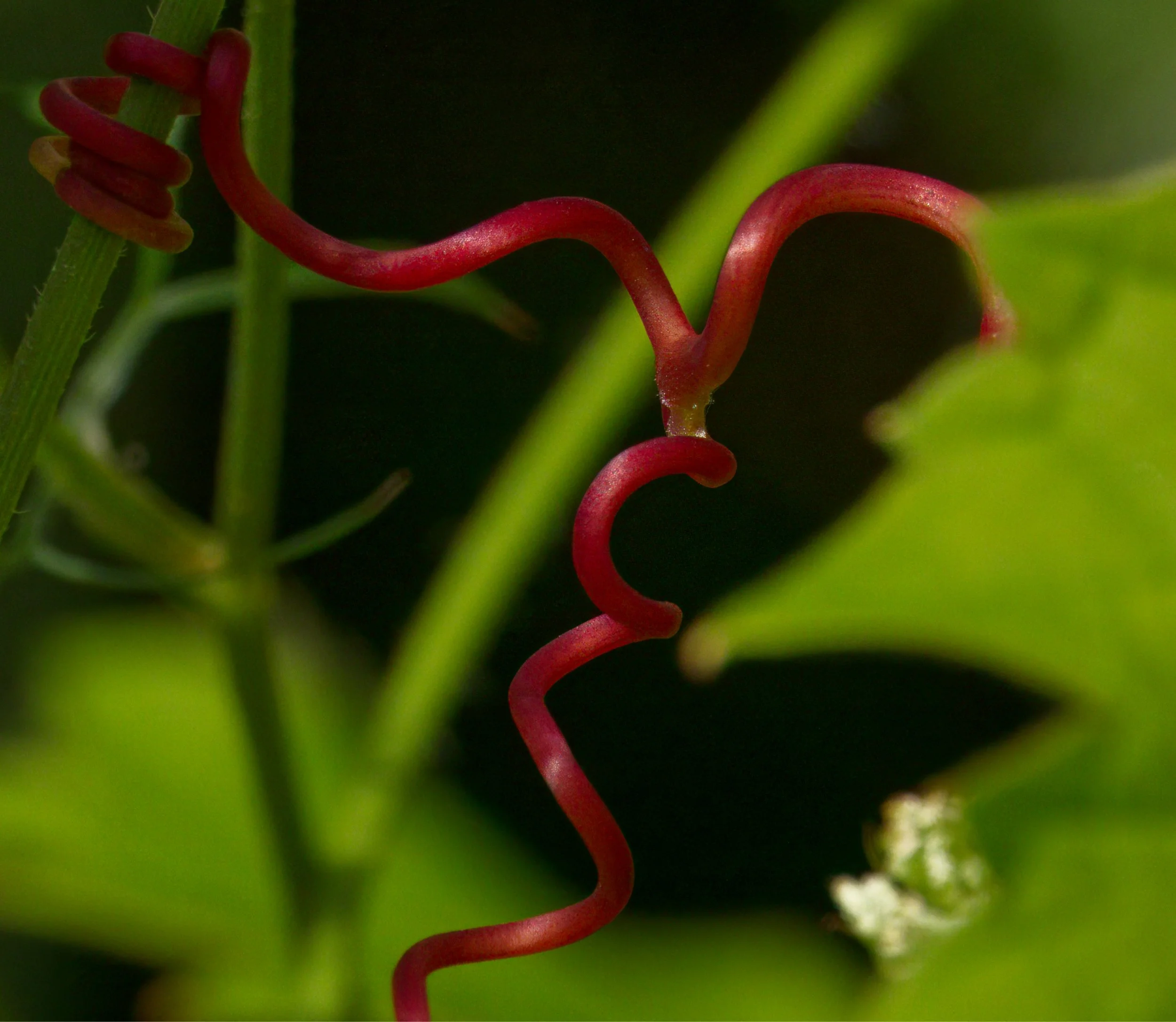 Wild Grapevine tendril