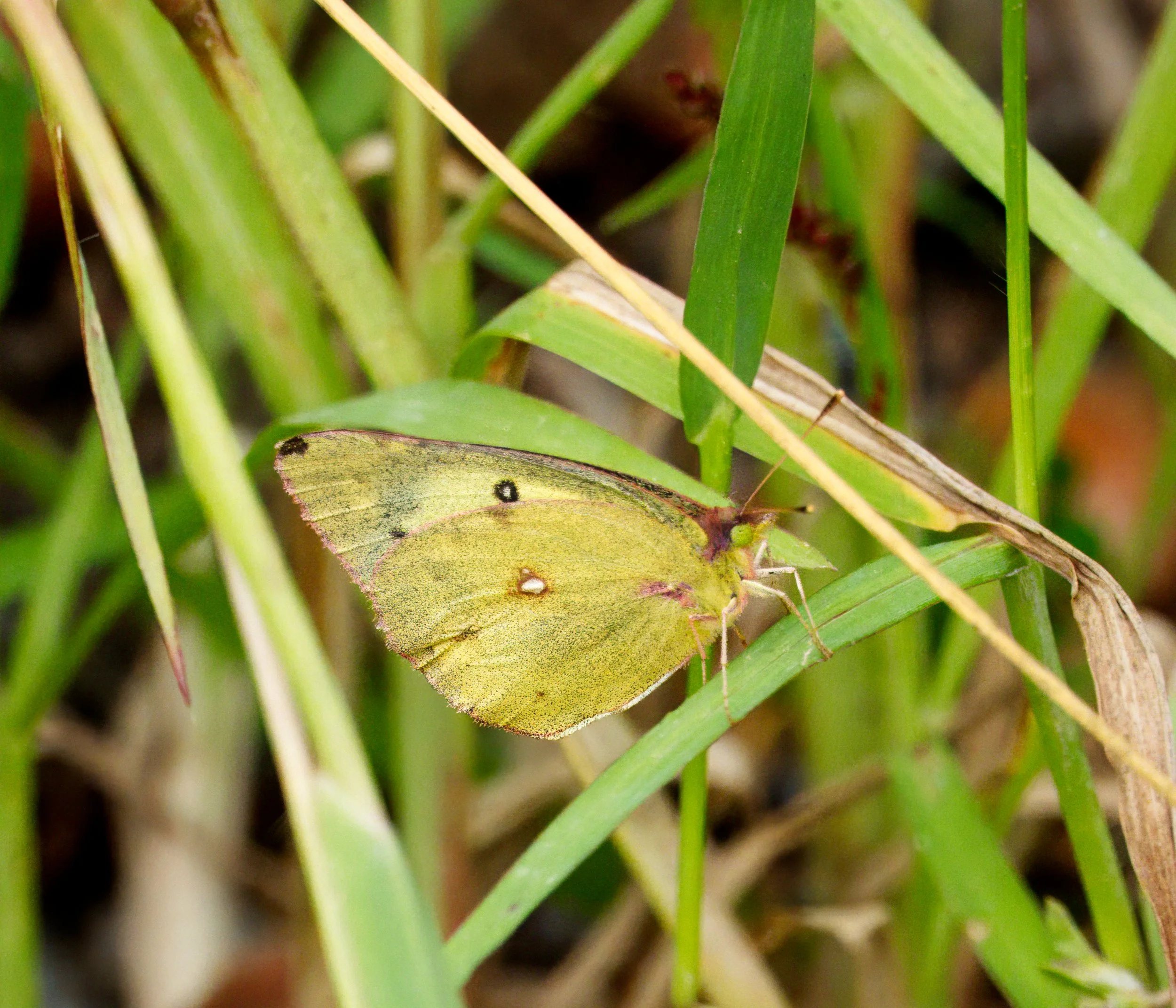 Sulphur Butterfly