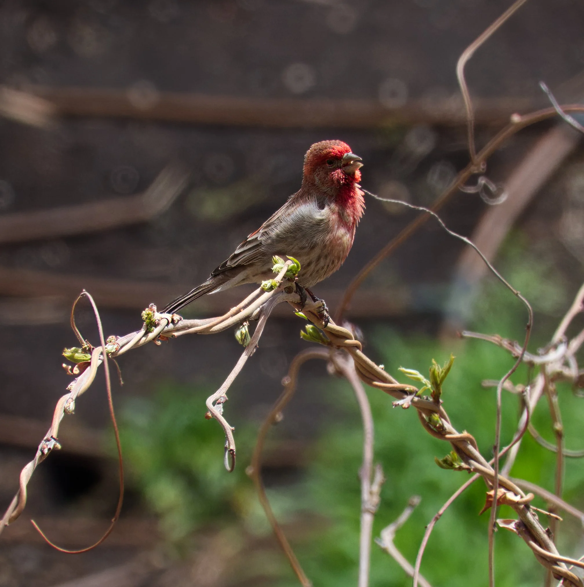 House Finch, St. Clair E, Toronto