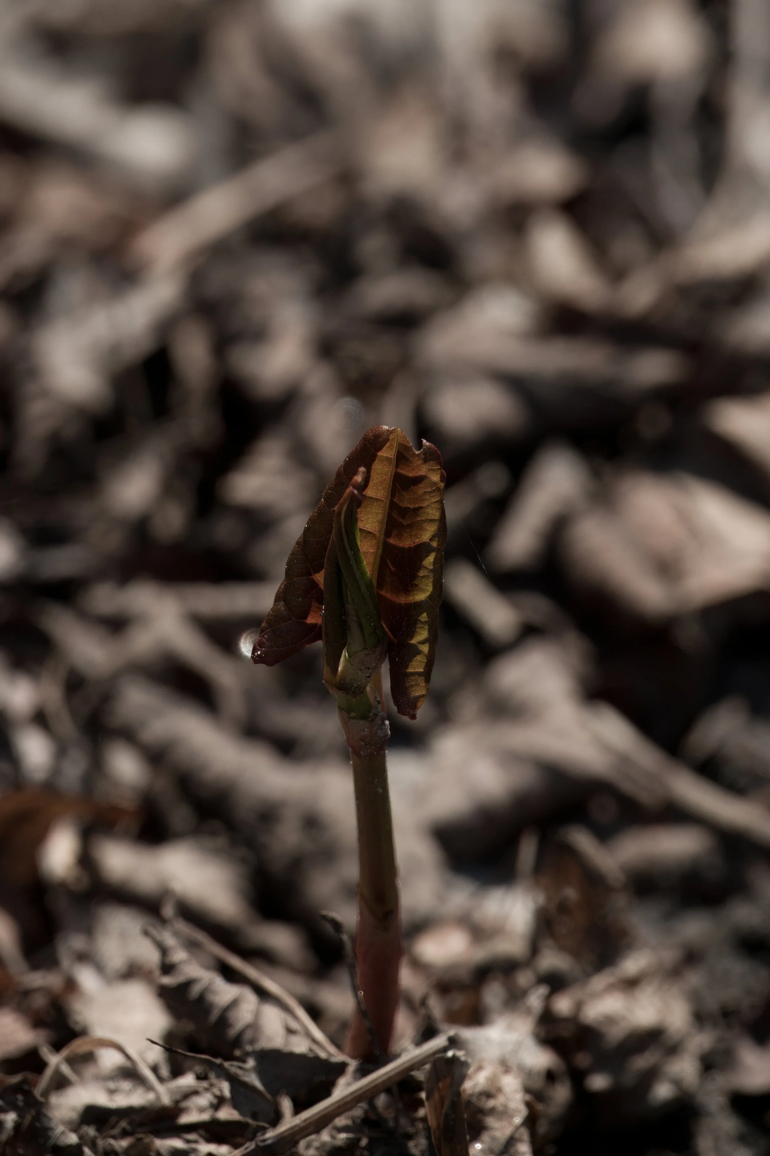 Japanese Knotweed (?) (highly invasive), Yellow Creek Ravine, Toronto