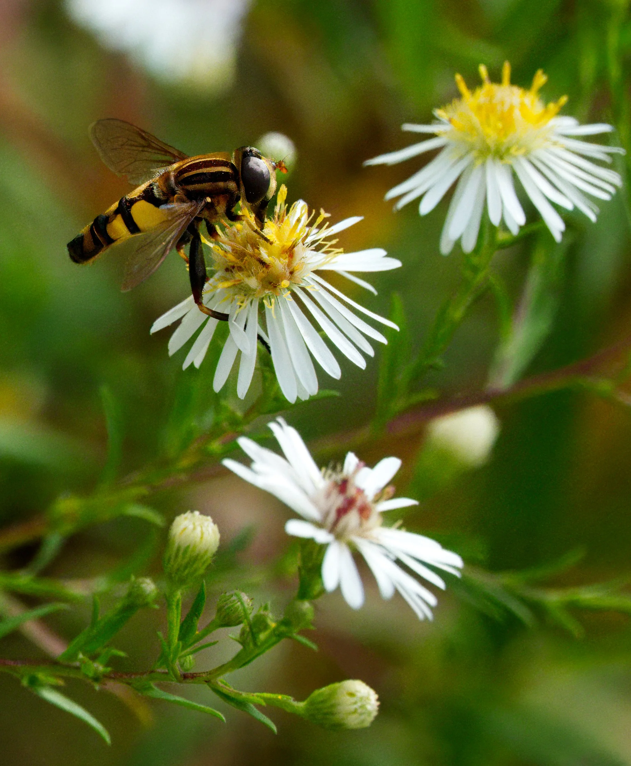 Narrow-headed Marsh Fly