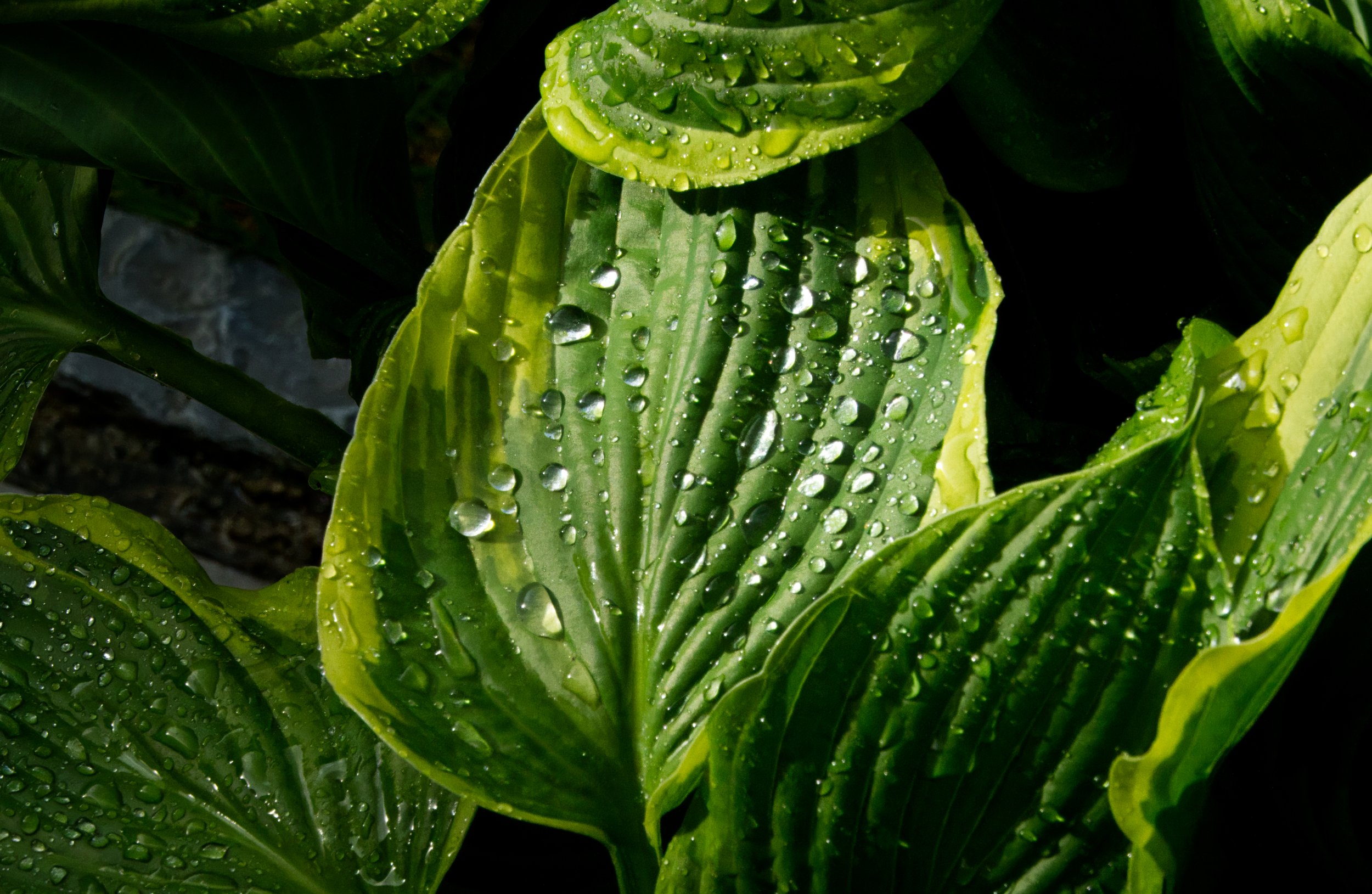 Hosta, Obelisk Walk, Blackrock, Dublin, Ireland