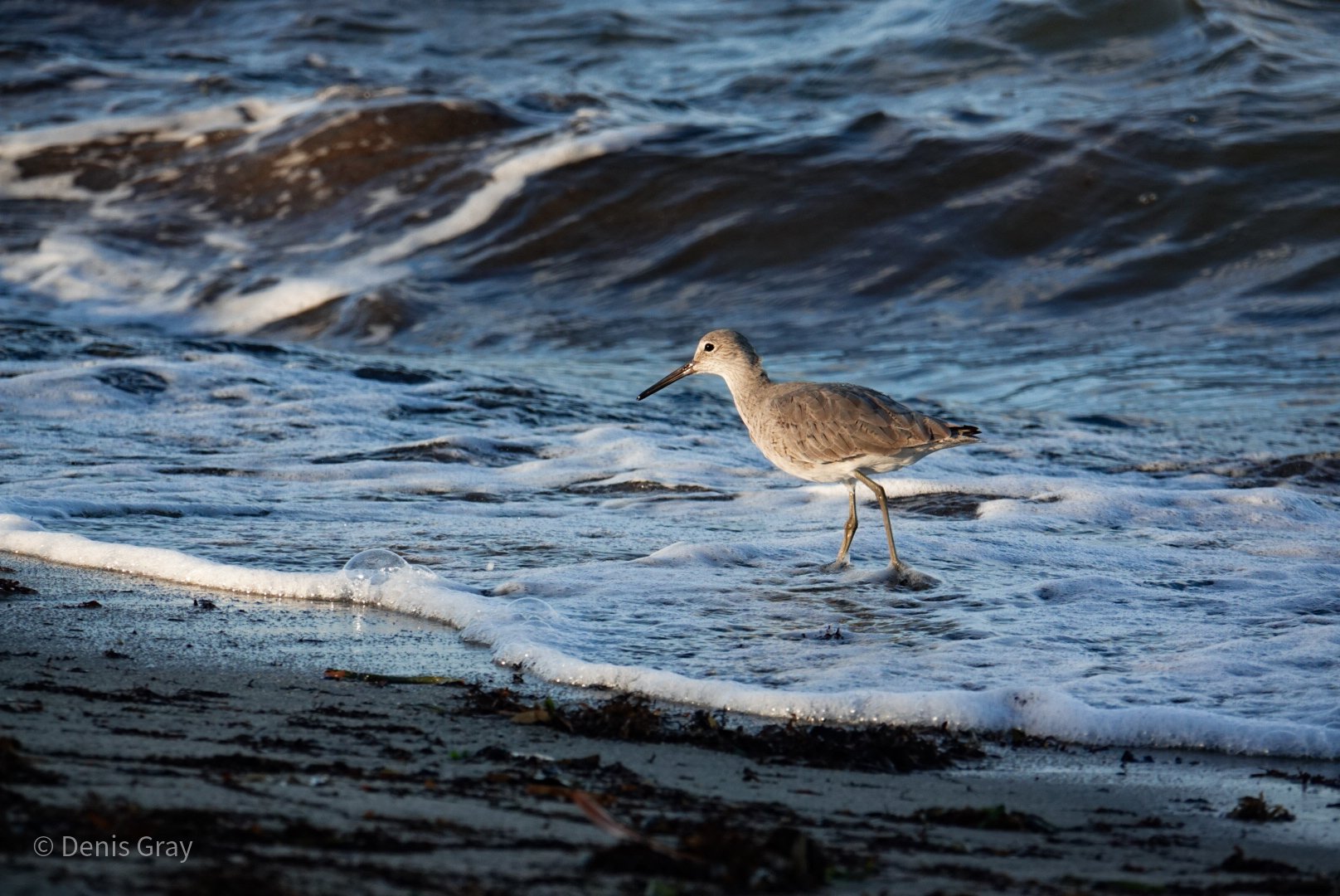 Willet, Hopkins, Belize