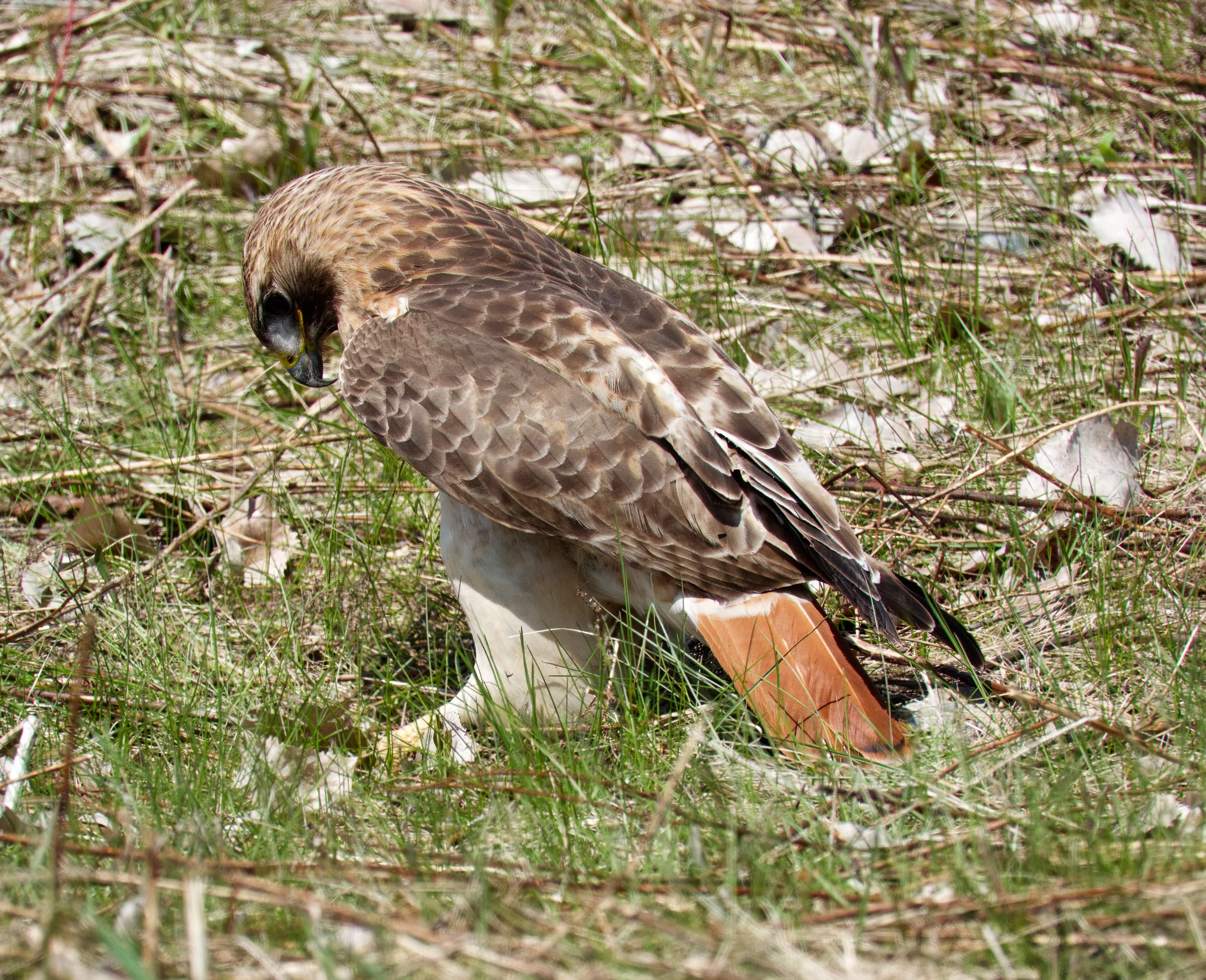 Red-Tailed Hawk 02 DSC05428.jpg