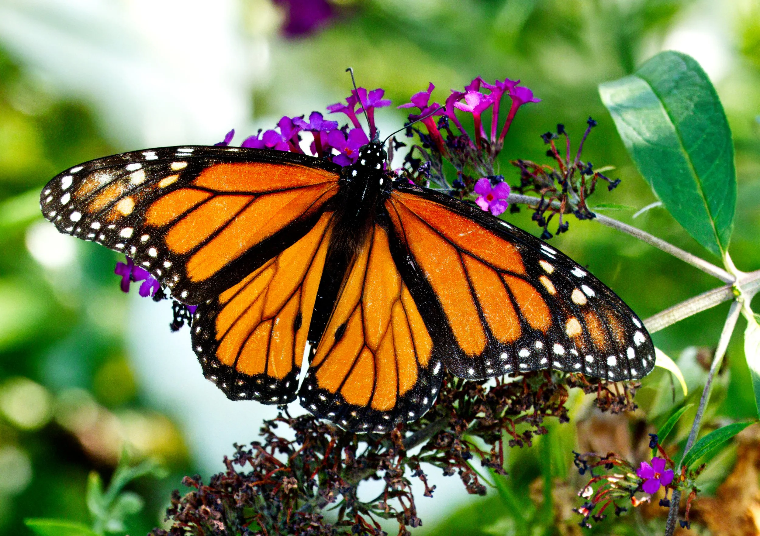 Monarch