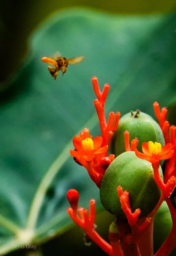 Stingless Bee and a Buddha Plant, Western Belize