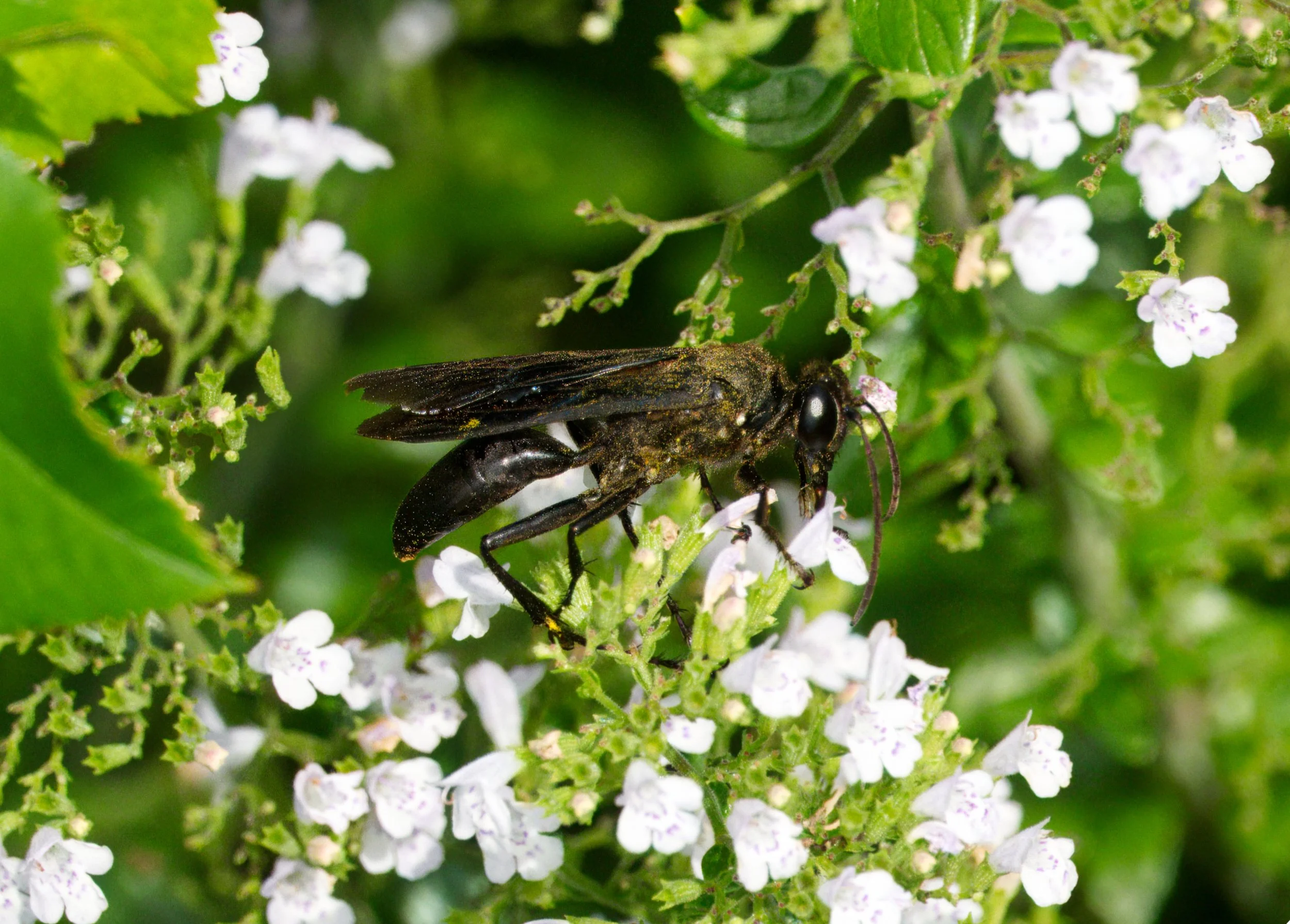 A Great Black Wasp