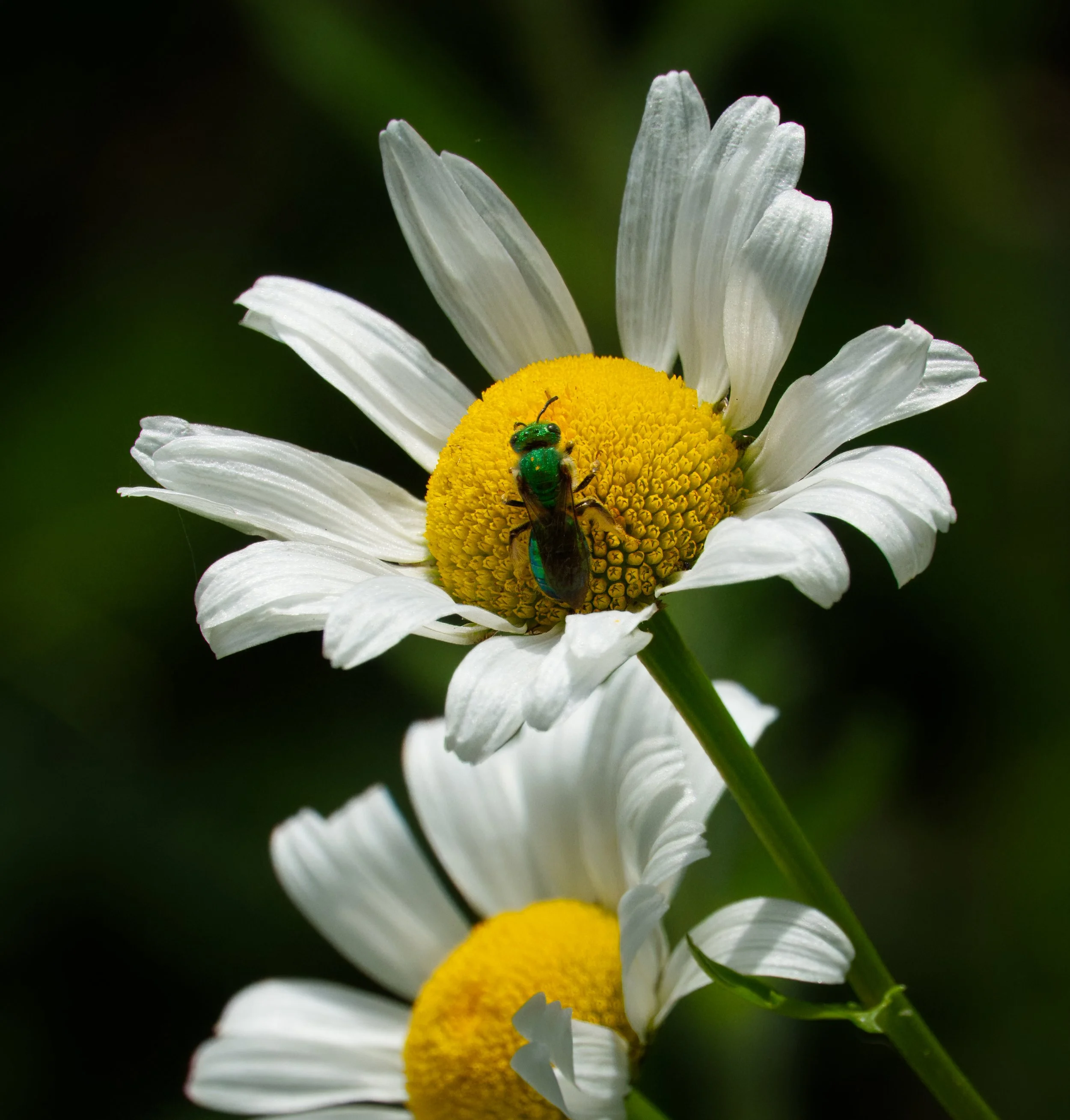 Pure Green Sweat Bee