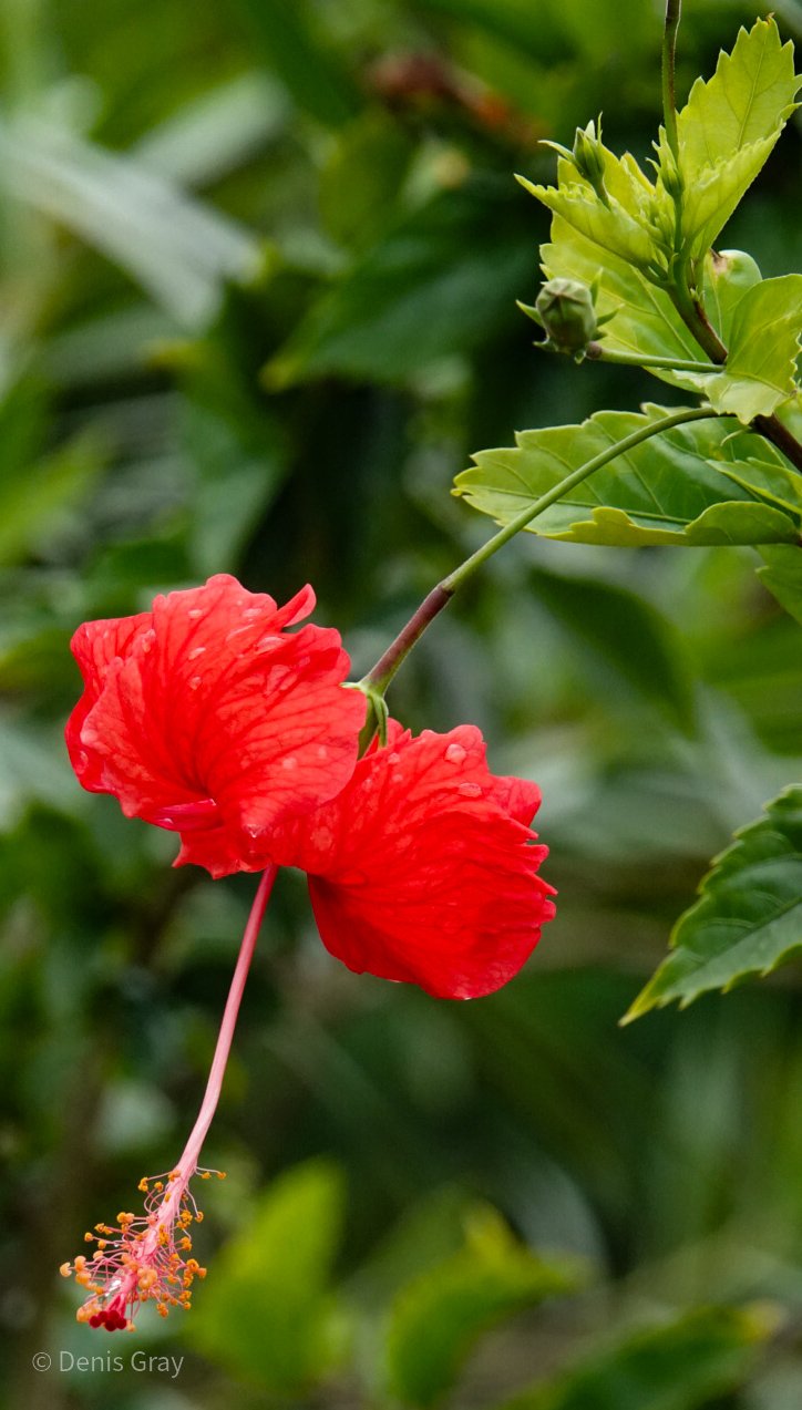 Hibiscus