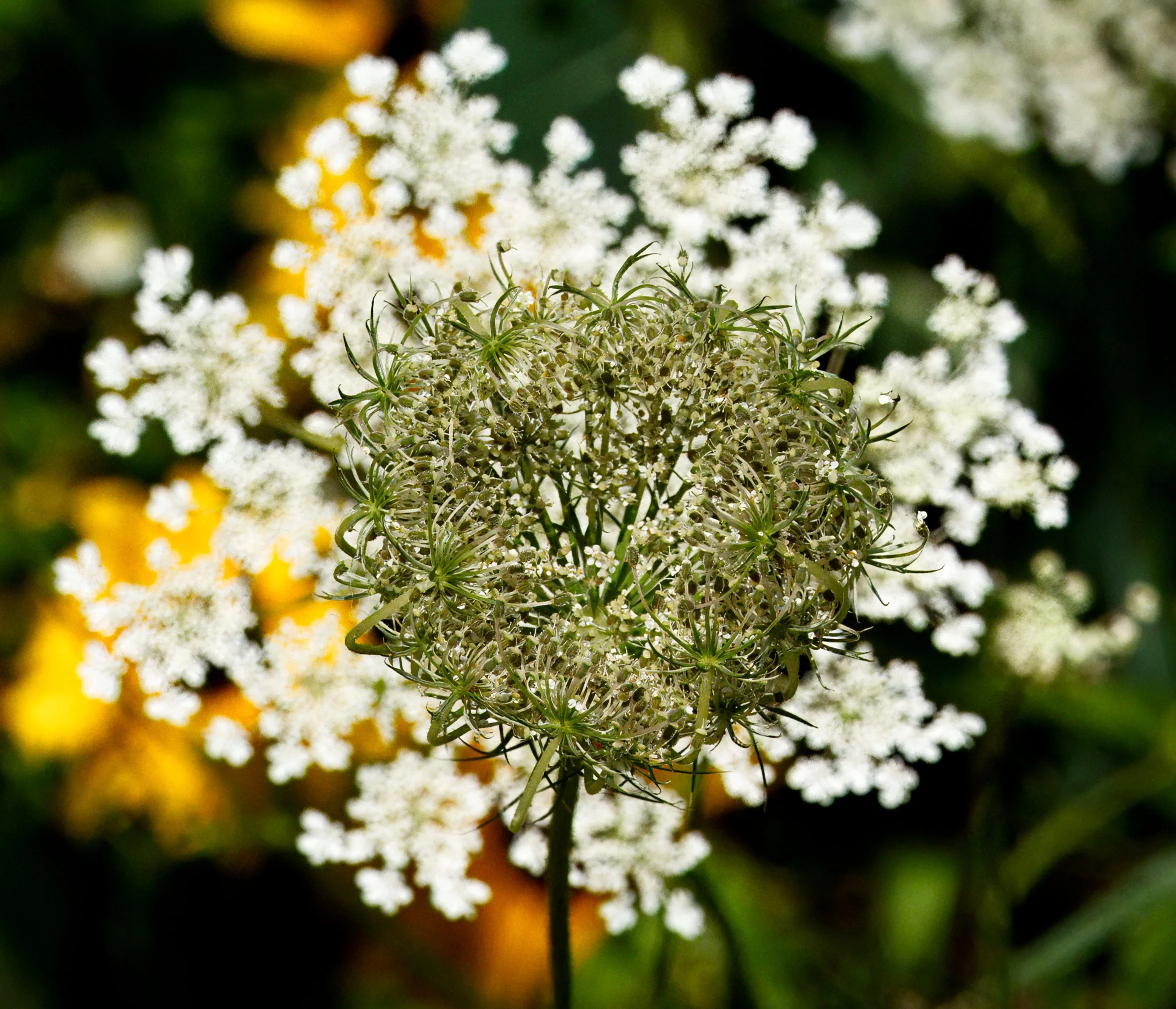 Queen Anne's Lace
