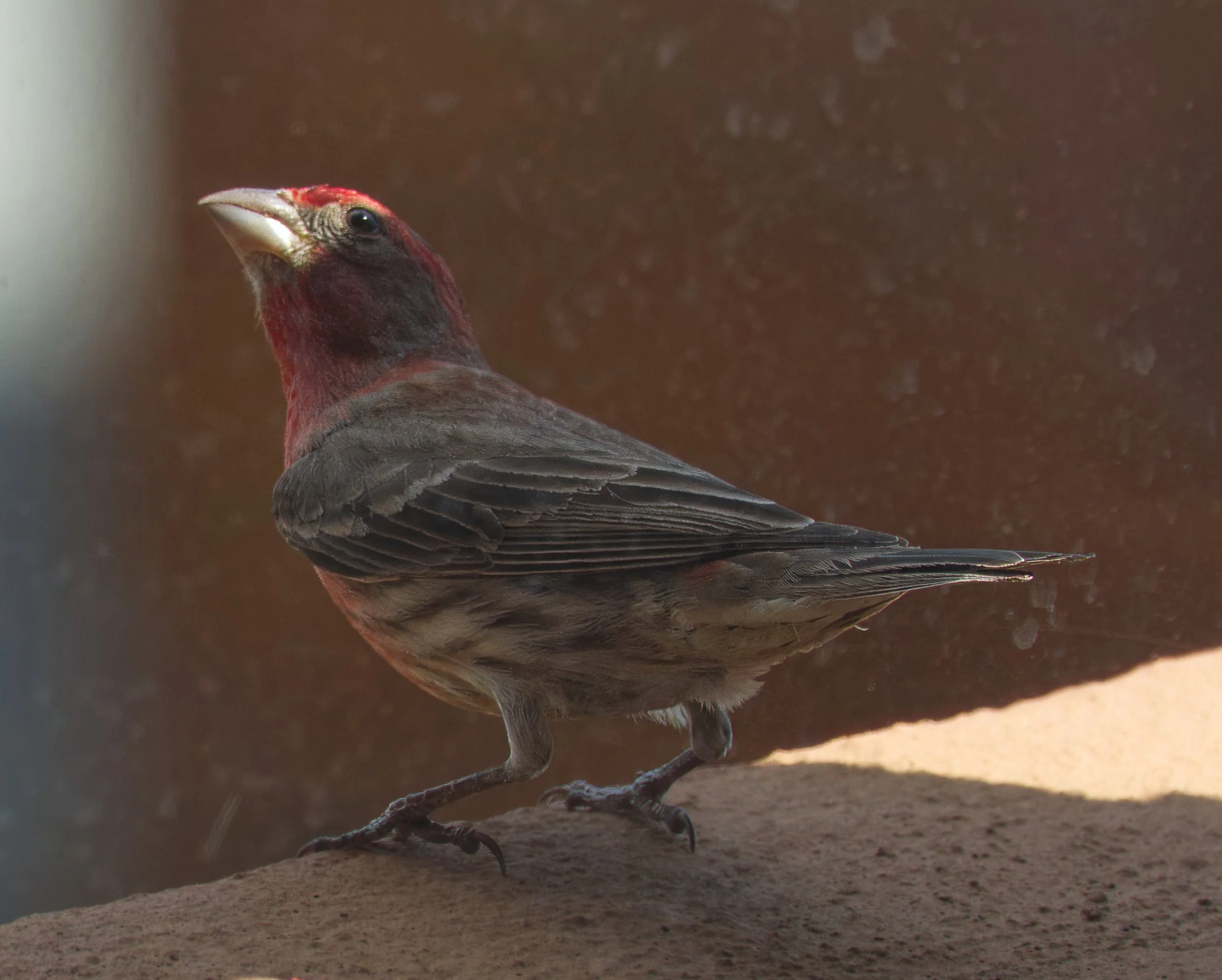 House Finch, male, on the balcony, St. Clair, Toronto