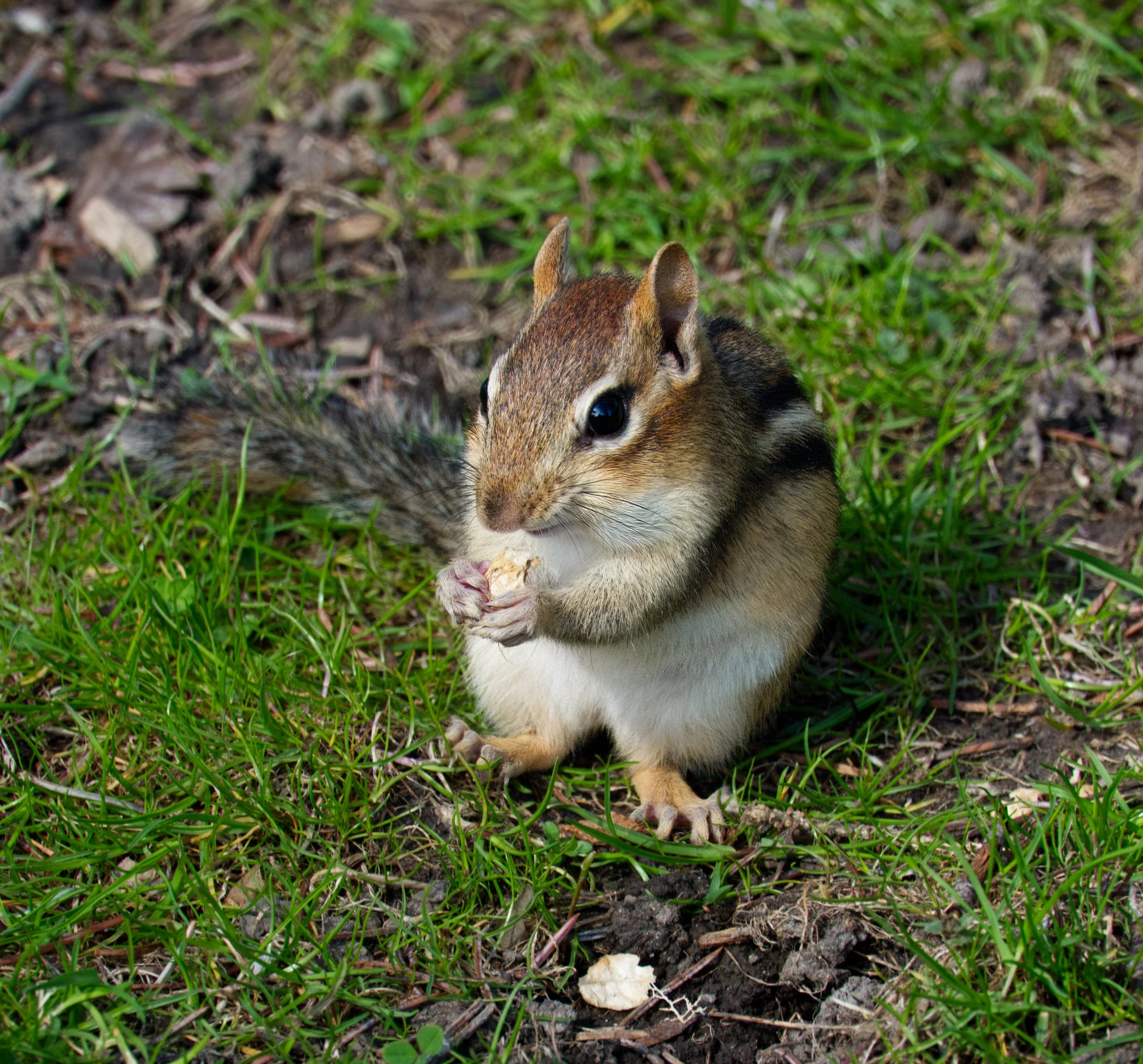 Happy Chipmunk