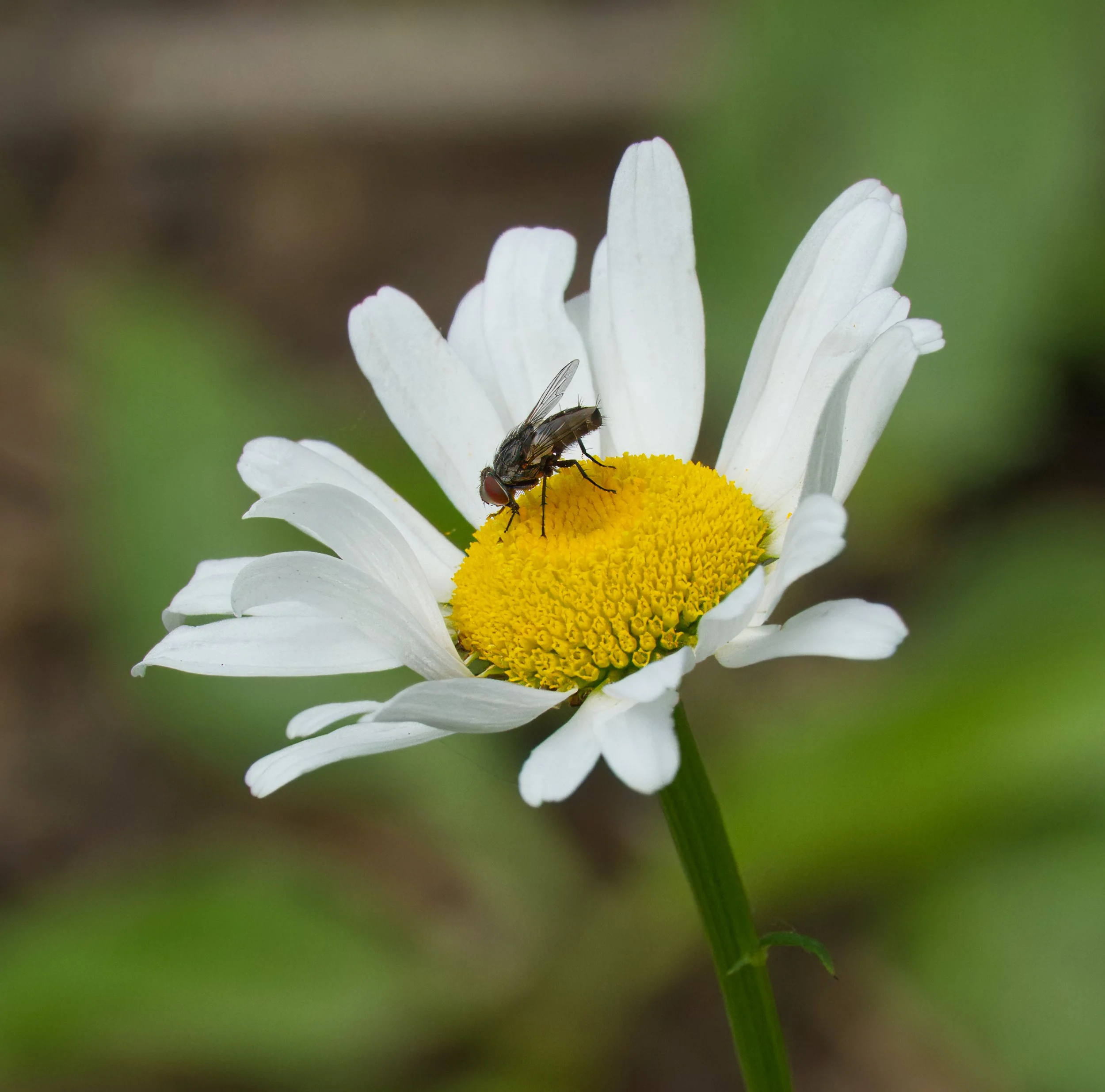Common House Fly 