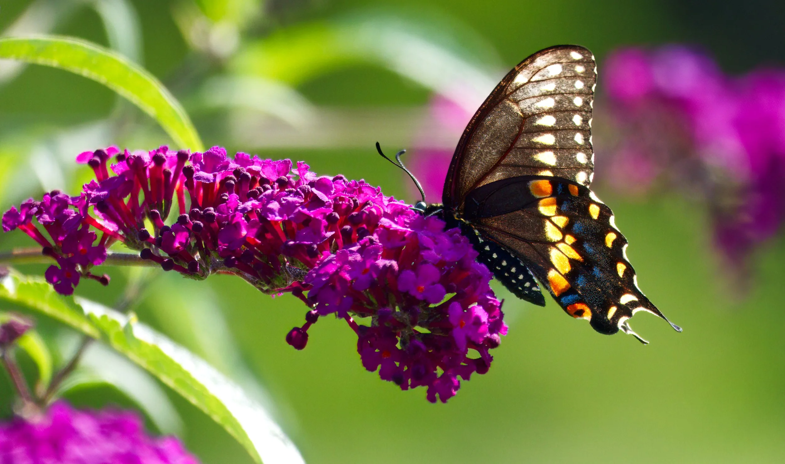 A Spicebush Swallowtail Butterfly