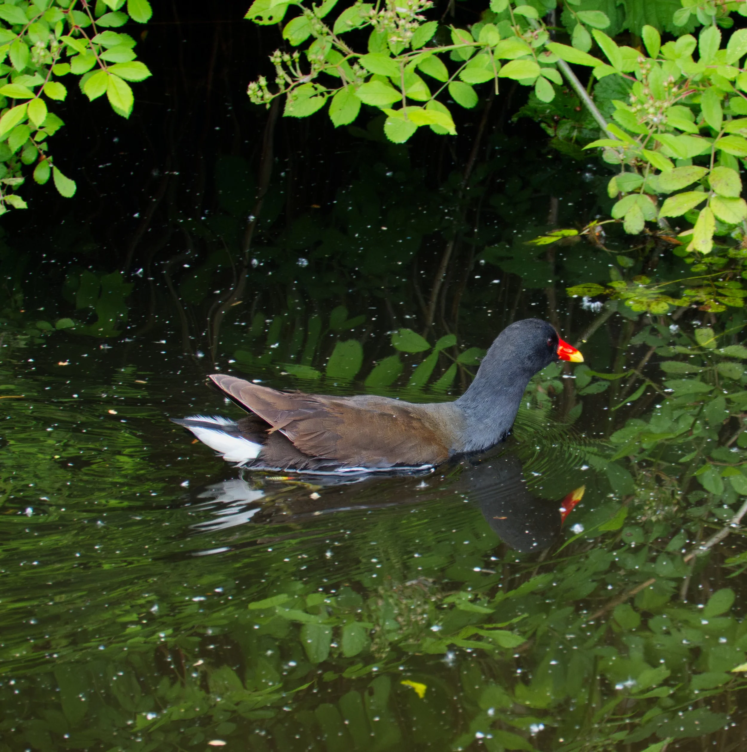 Moorhen, Koog aan de Zaan Train Station, Nederland