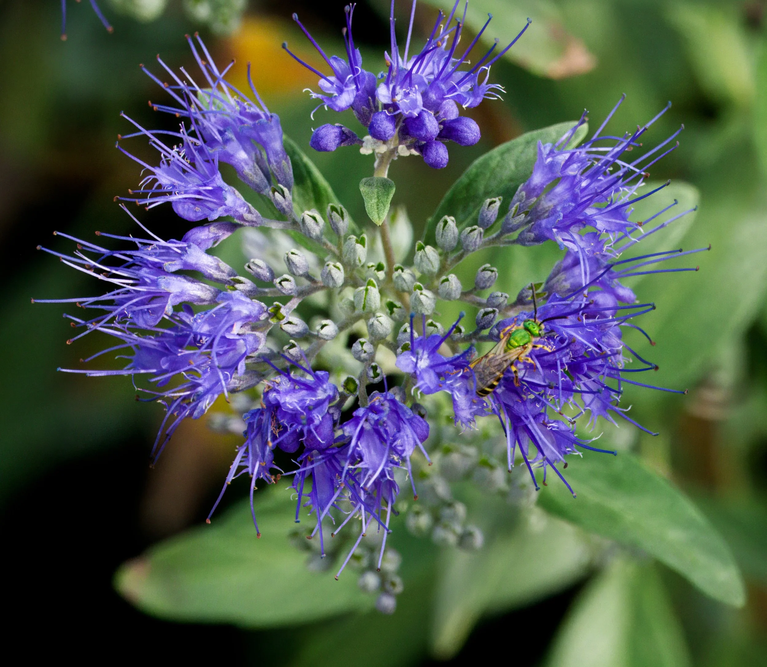 A Sweat Bee on Caryopteris x clandonensis