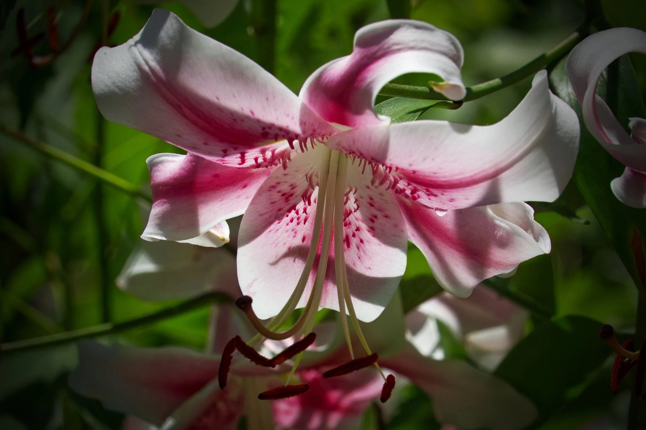 Stargazer Lily, Atlanta Botanic Garden, Atlanta, Georgia