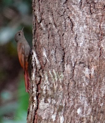 Olivaceous Woodcreeper, Belize Botanic Garden, Western Belize