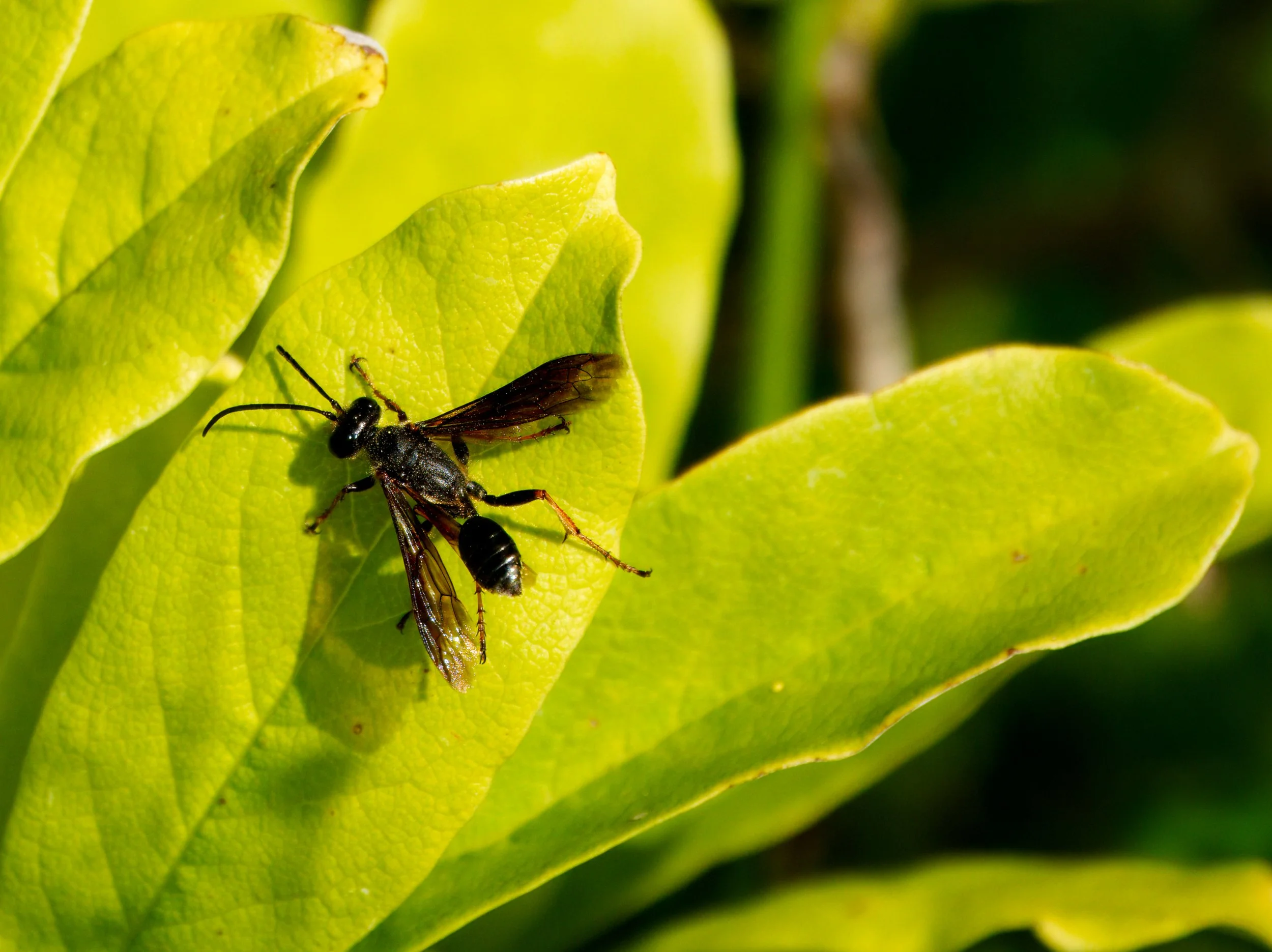 Grass Carrying Wasp (Brown-legged)