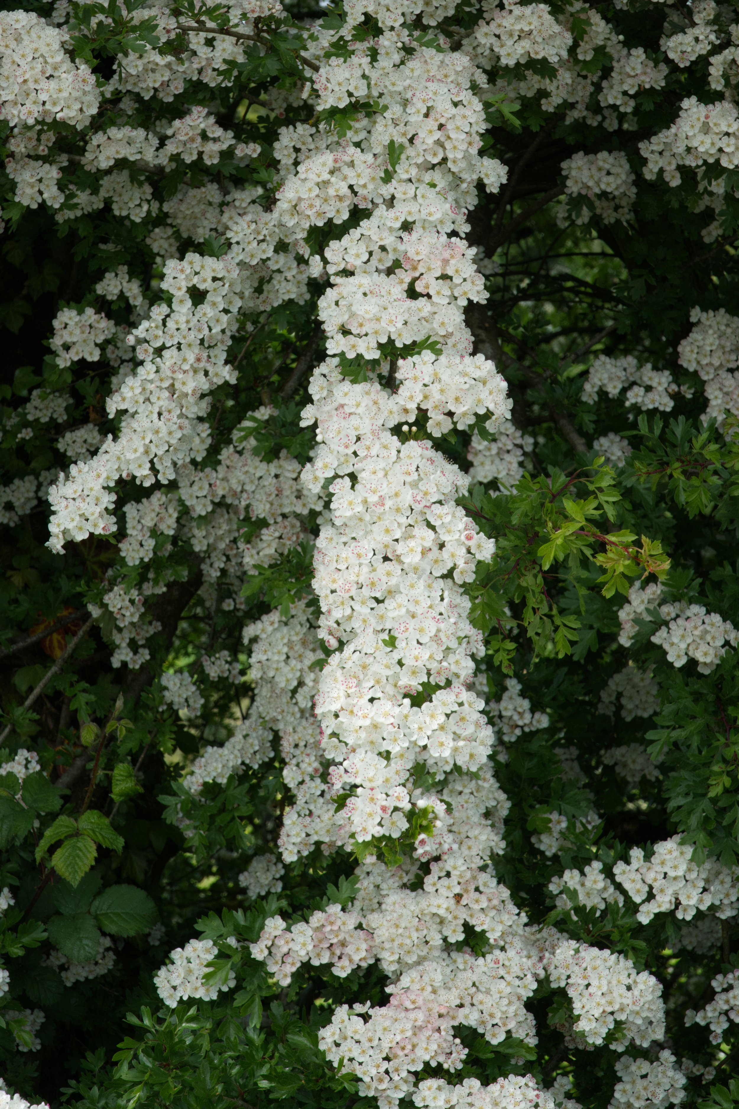Whitethorn  DSC06095.jpg