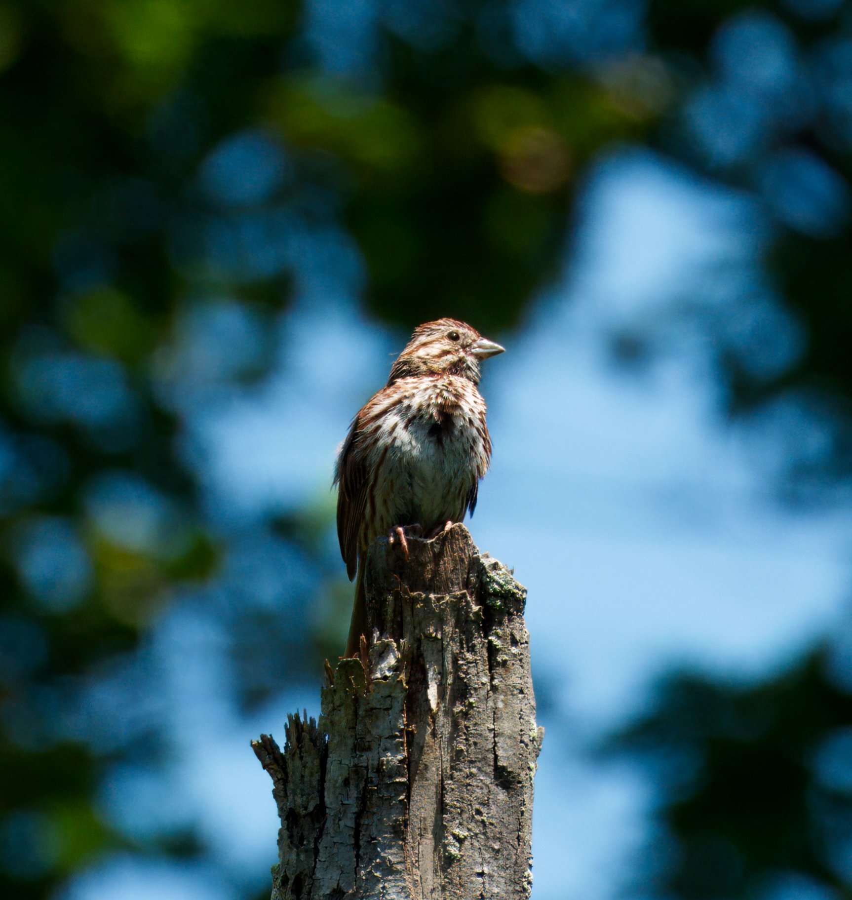 Song Sparrow in the Ravine