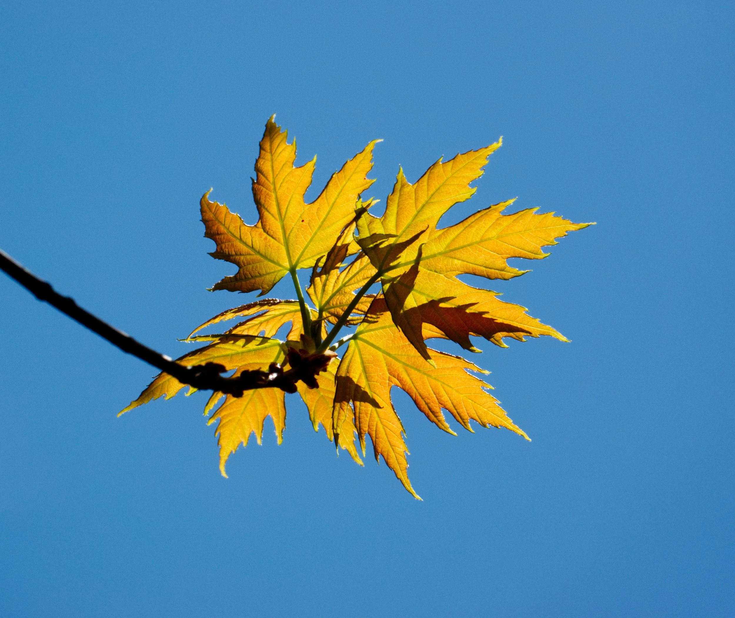 Silver Maple