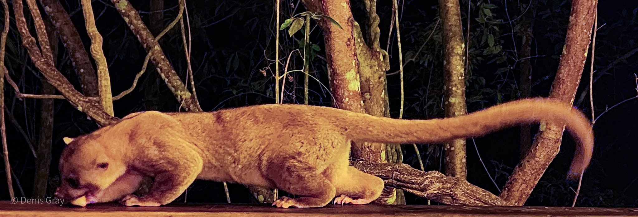 Kinkajou