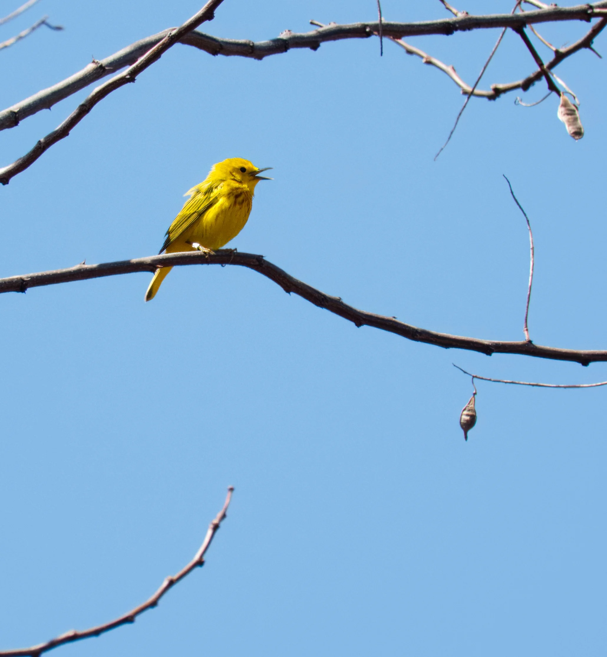 Northern Yellow Warbler, Tommy Thompson Park, Toronto