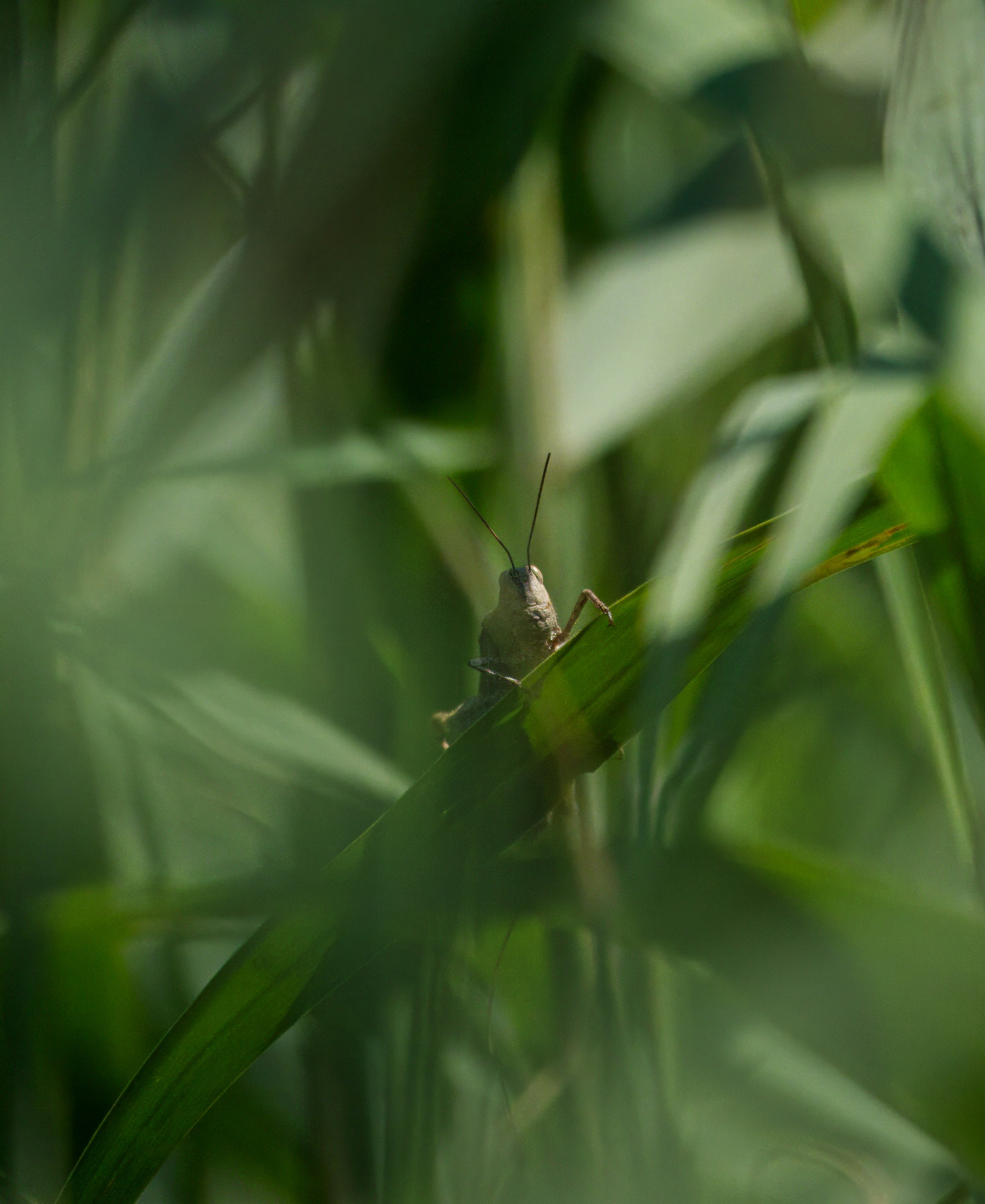 A short-horned Grasshopper making itself hard to spot