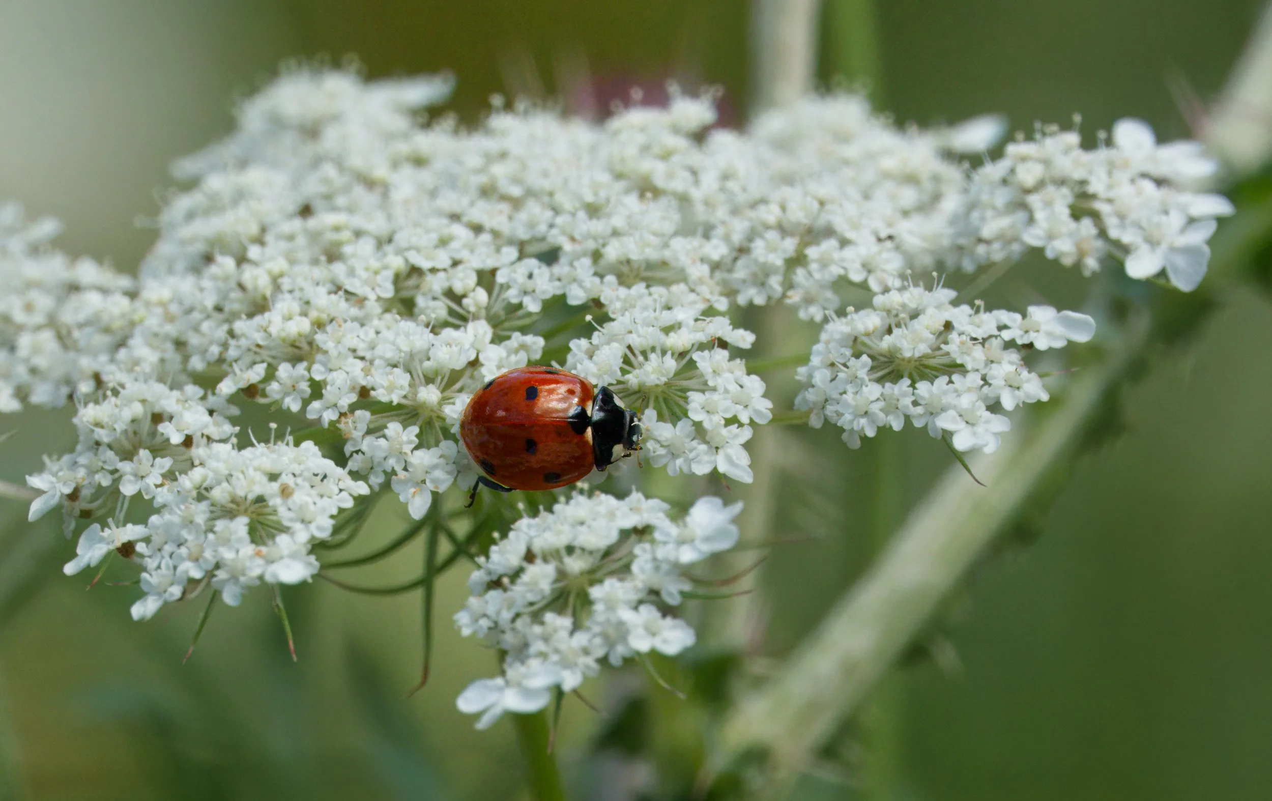 Lady Bug