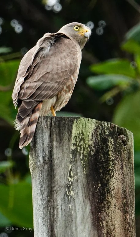 Juvenile Roadside Hawk, Hopkins, Belize