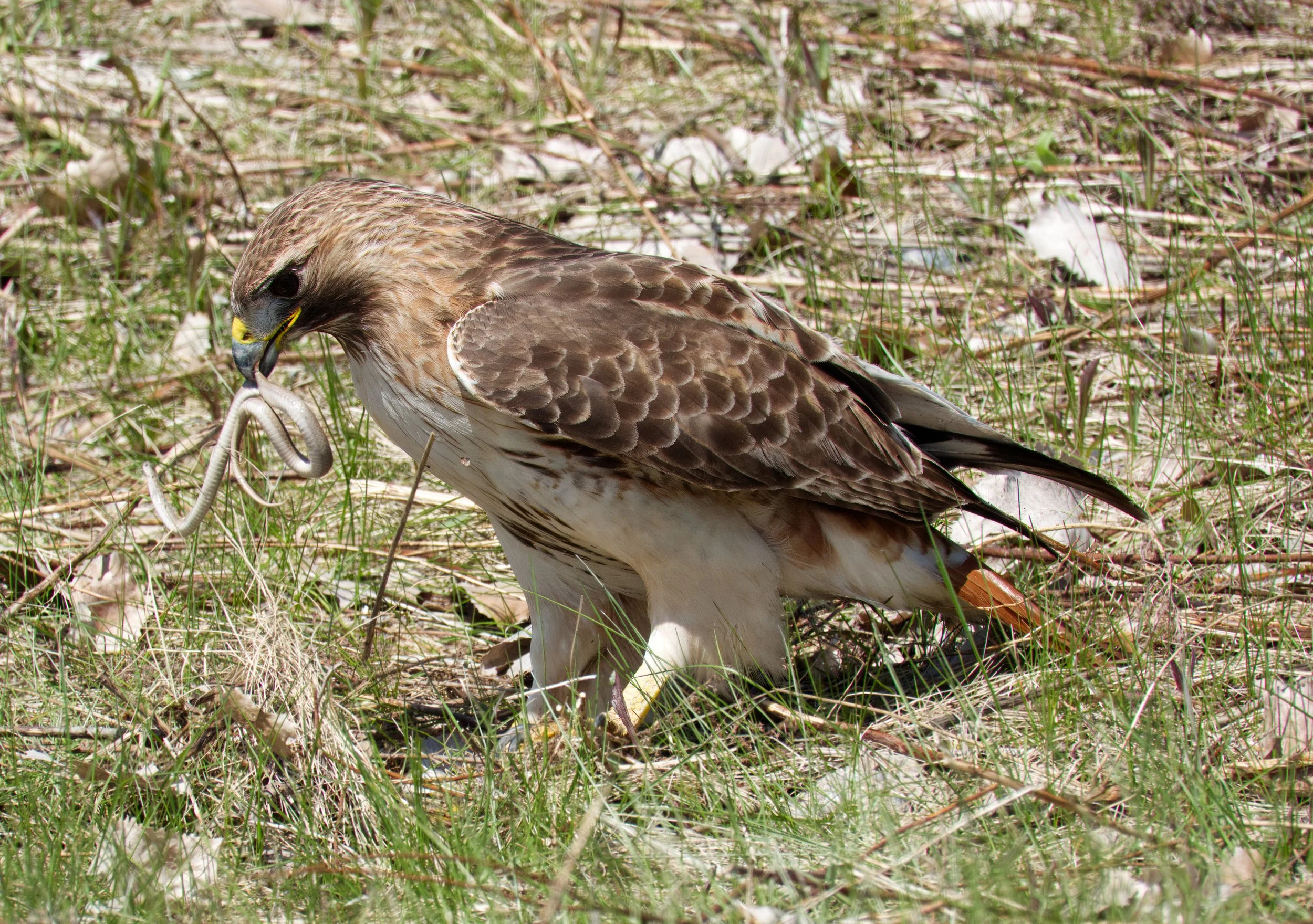 Red-Tailed Hawk 04 DSC05431.jpg