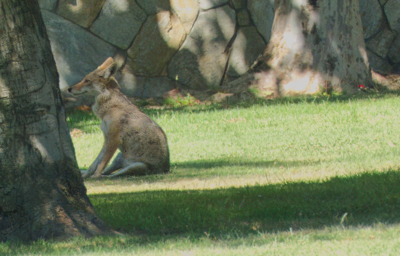 The Rose Hills Cemetery Coyote, Los Angeles, Ca