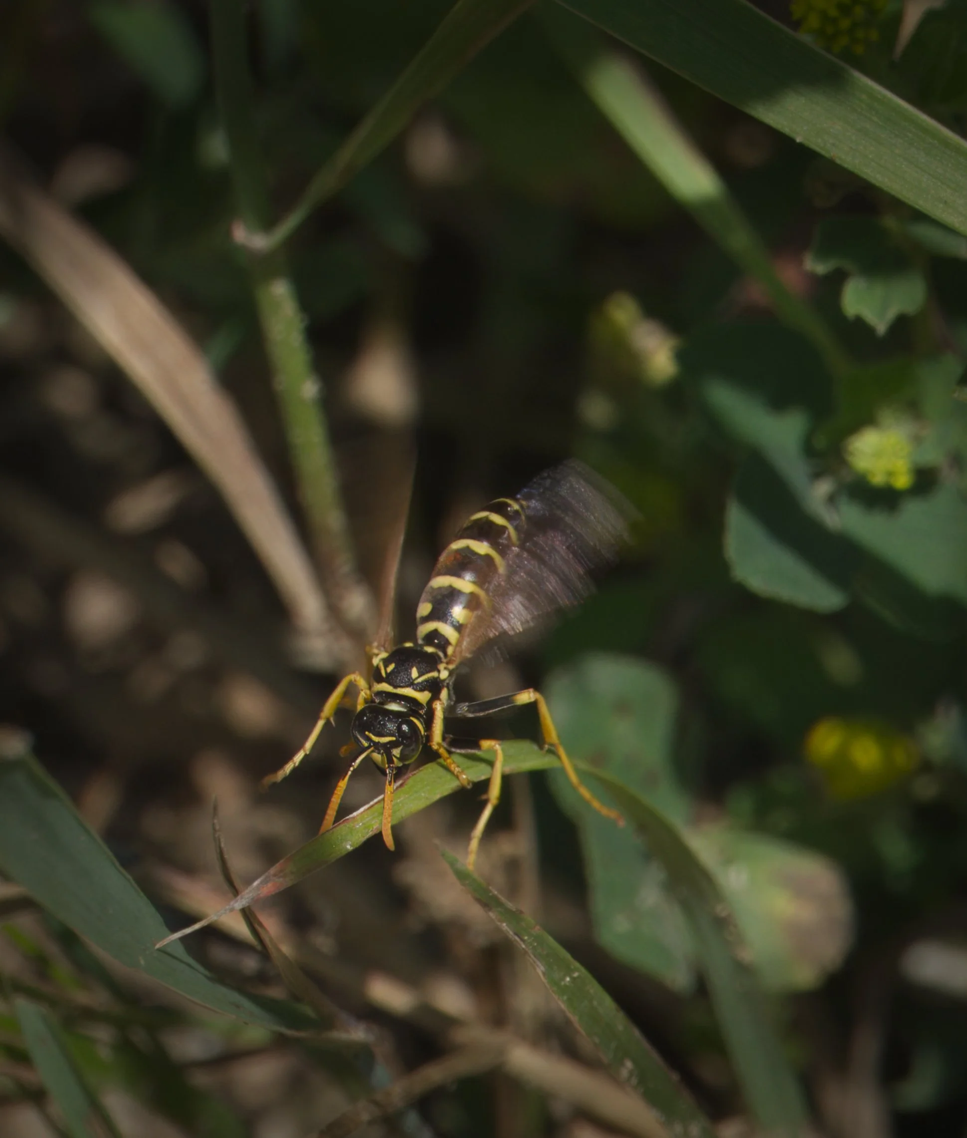 An invasive European paper wasp in the Ravine