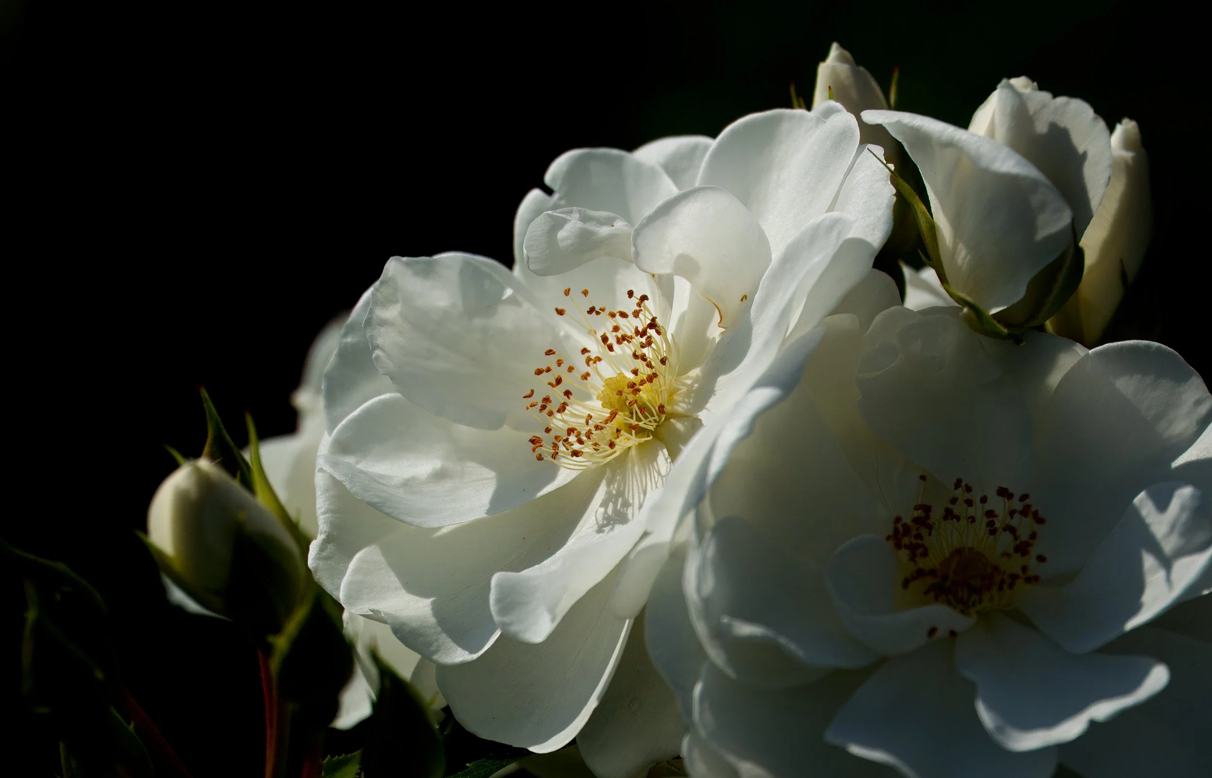  Aug White Rose 20DSC08265.jpg