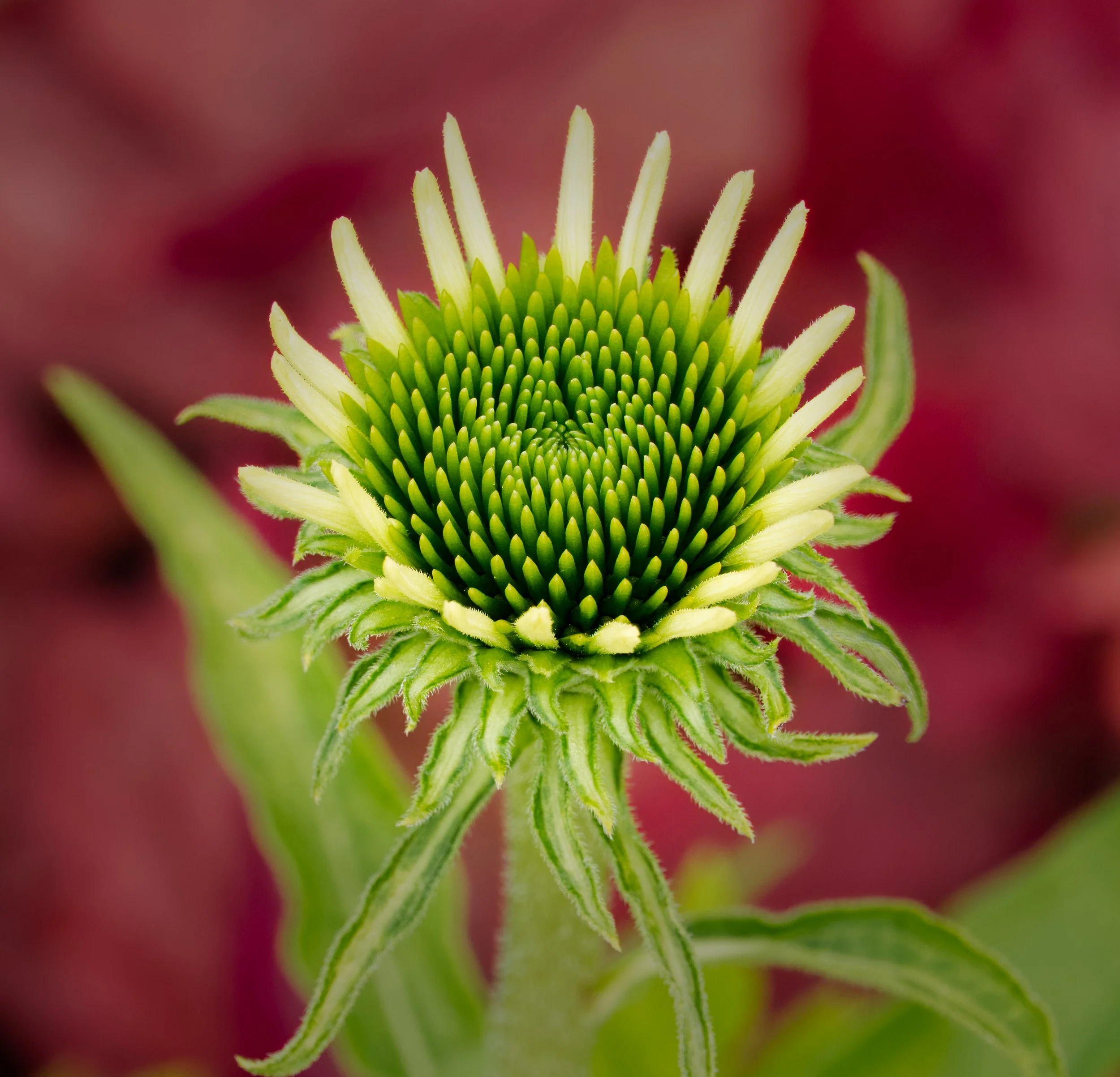 Echinacea
