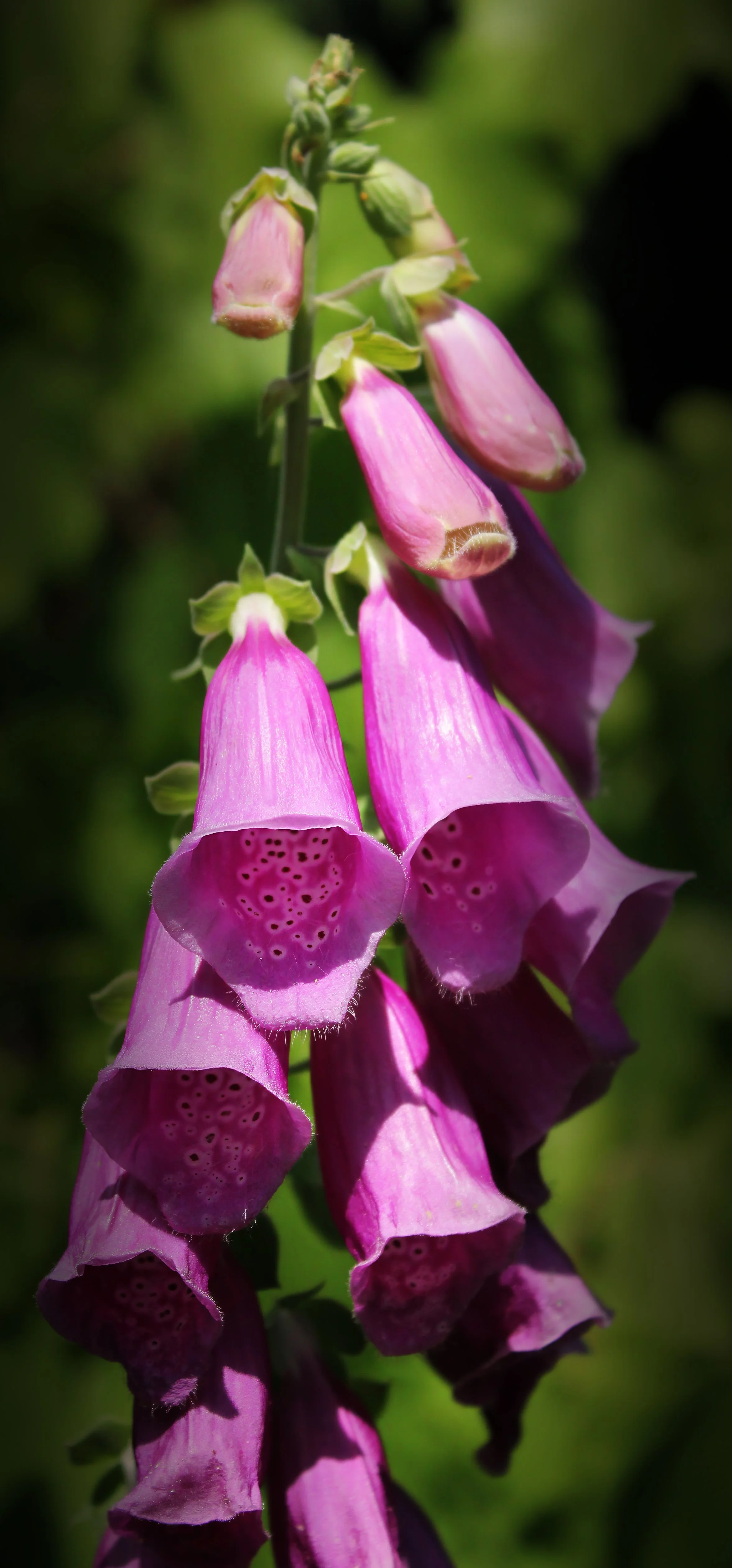 Digitalis (Foxglove)