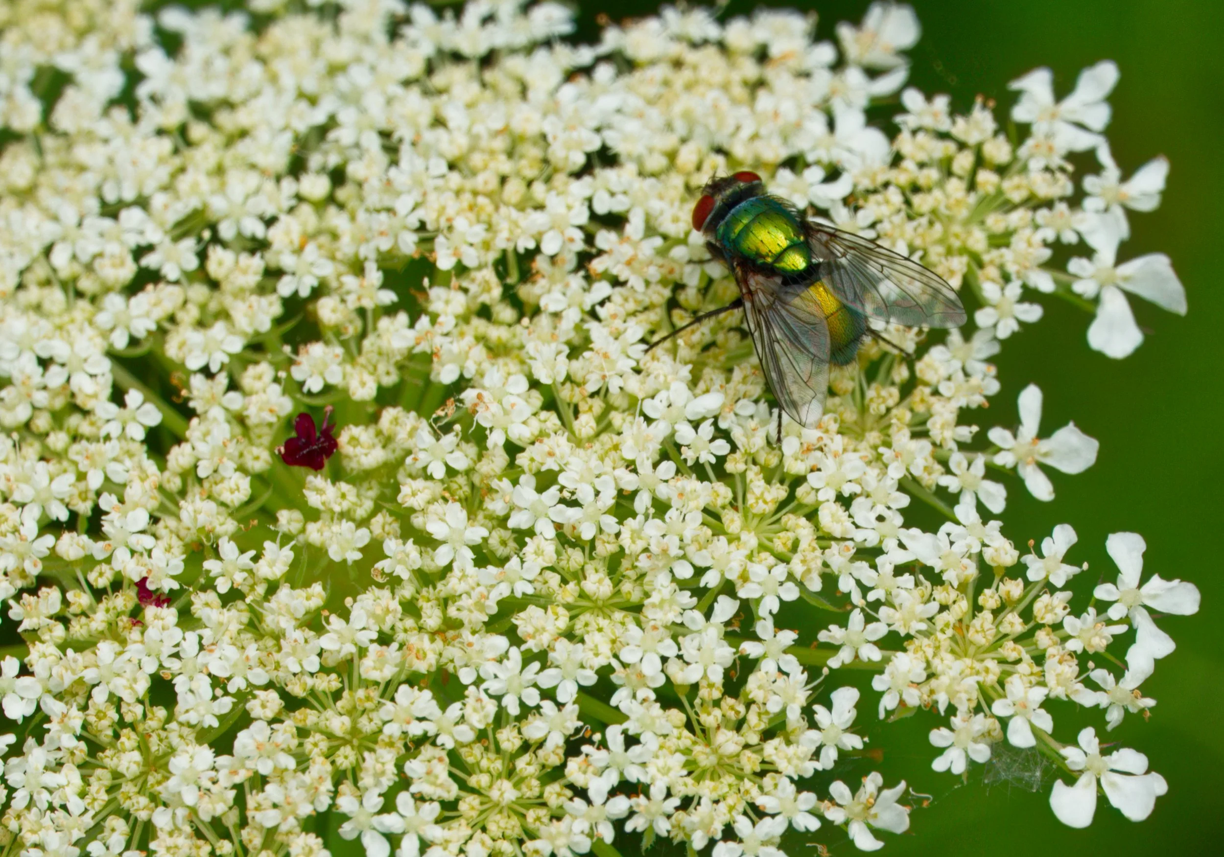 Green Bottle Fly on Queen Anne's Lace