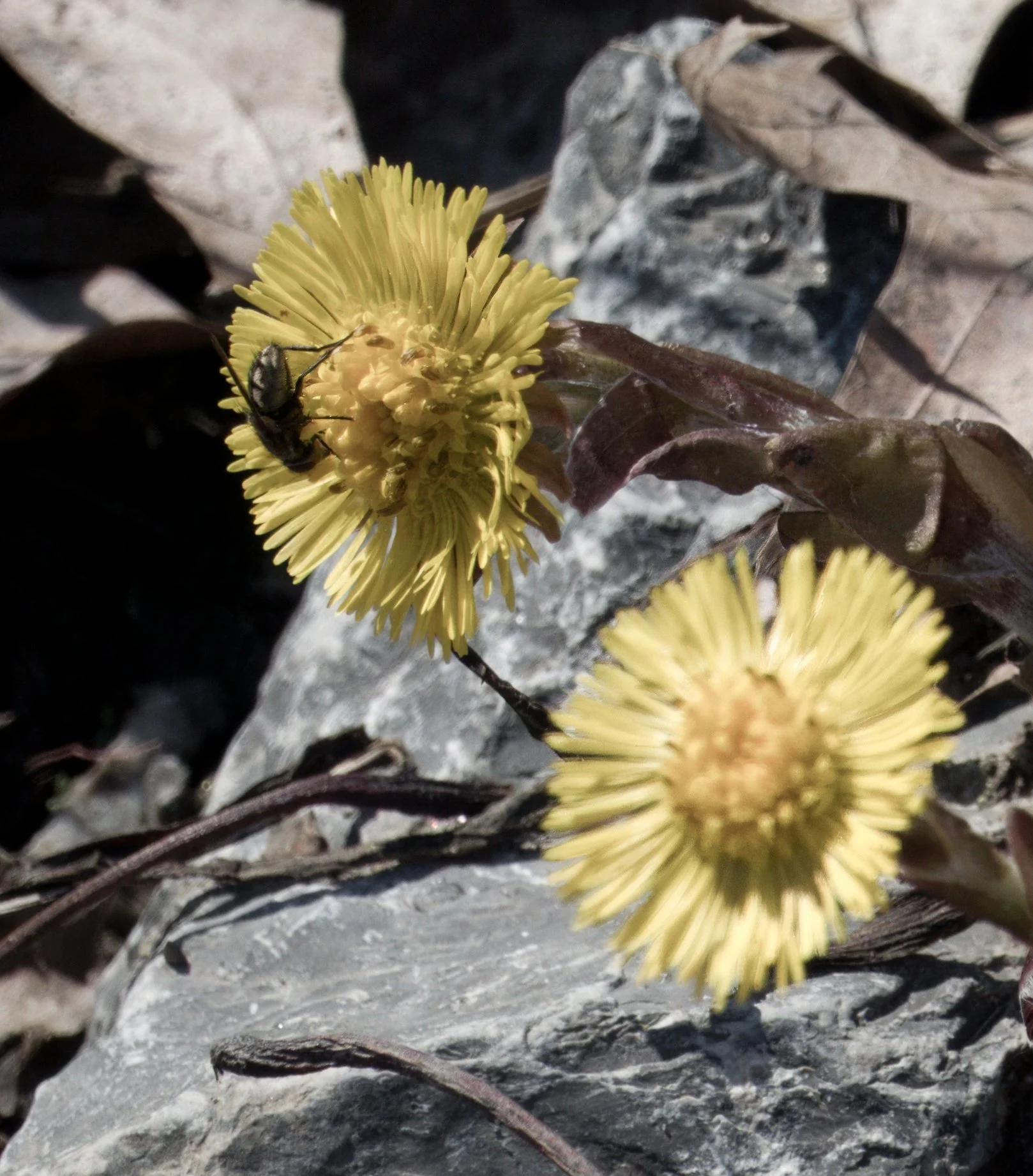 Fly on Colt's Foot, one of the earliest plants to flower in late Winter. Yellow Creek Ravine, Toronto