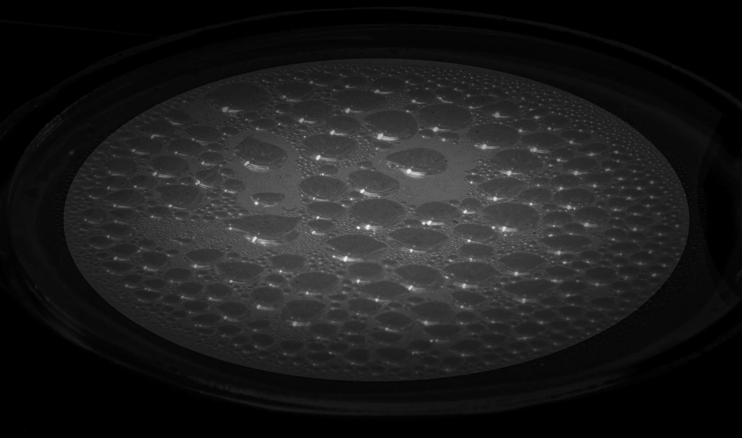 Mossarium 01 2026DSC09268.jpg