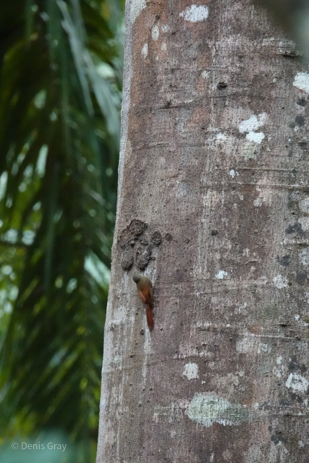 Olivaceous Woodcreeper, Belize Botanic Garden, Western Belize