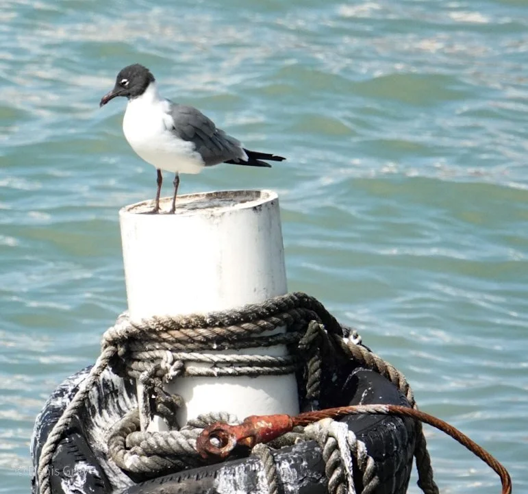 Laughing Gull, Belize City, Belize