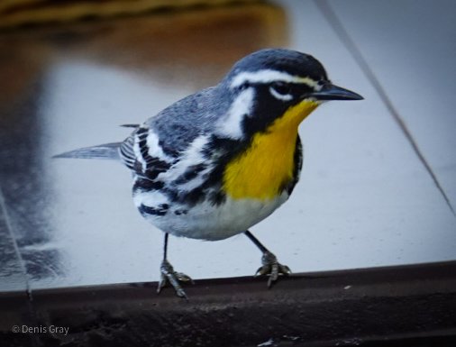 Yellow-throated Warbler, Belize City, Belize